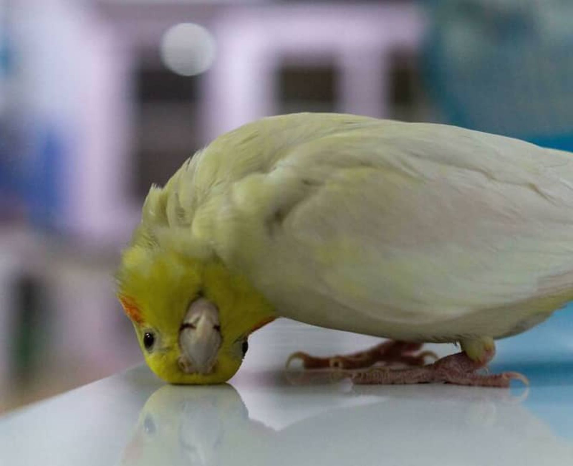 عکس طوطی با سر برعکس