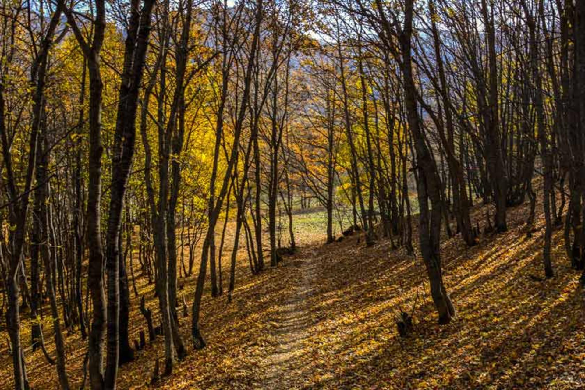 پاییز در جنگل ارسباران