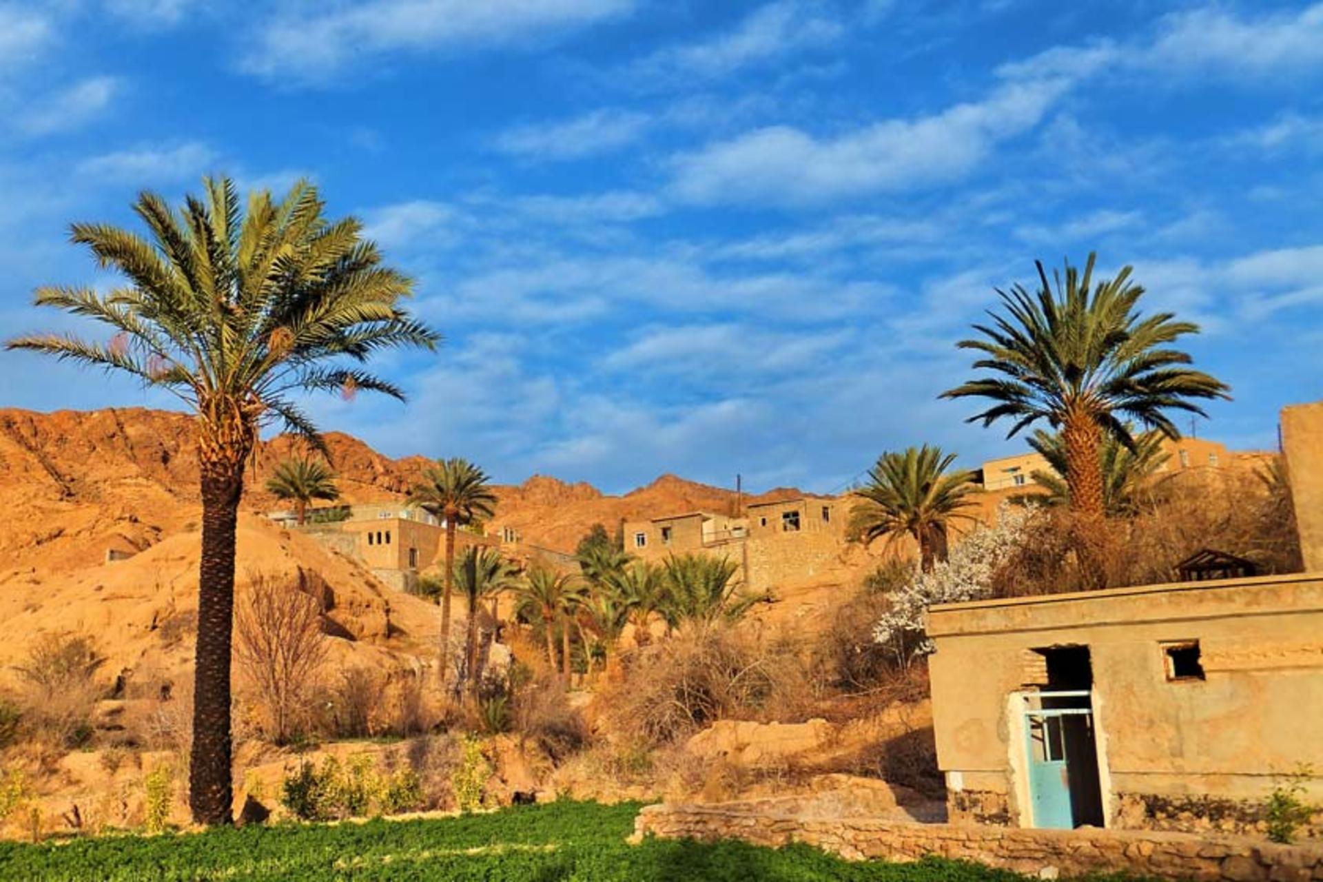 نخل‌های روستای ازمیغان