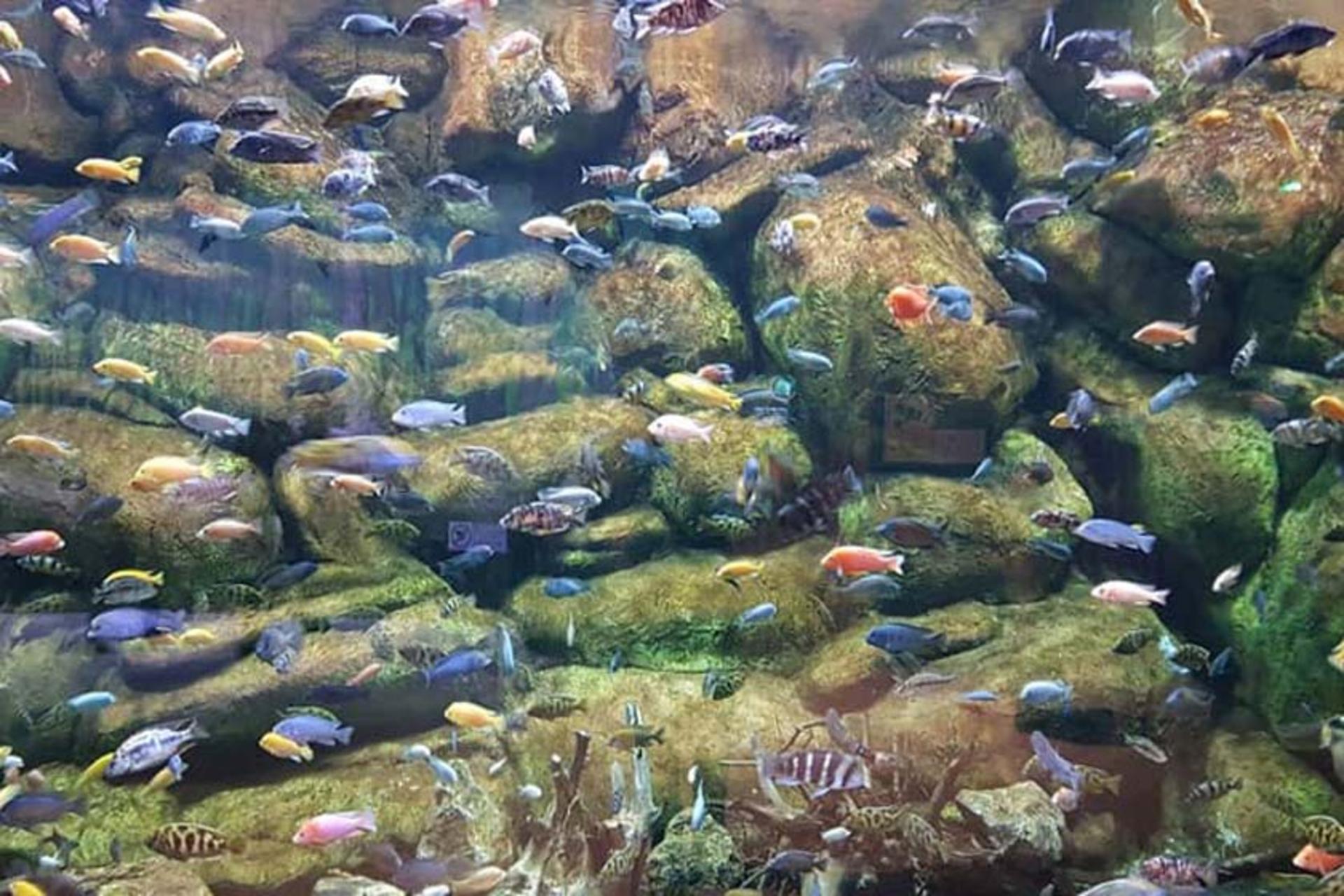 انواع ماهی‌ها در آکواریوم انزلی