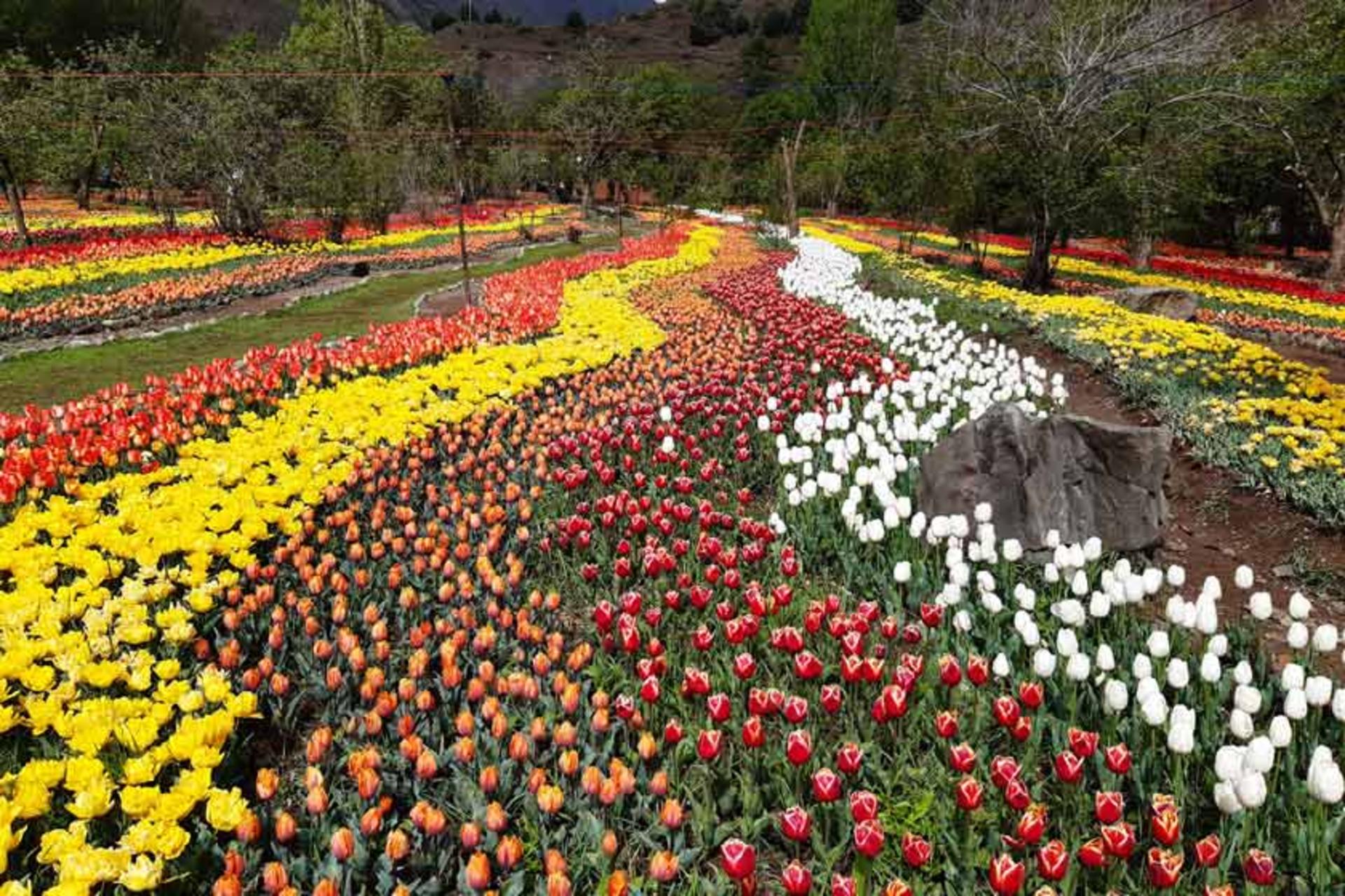 ردیف‌هایی از گل‌های لاله در باغ لاله آسارا