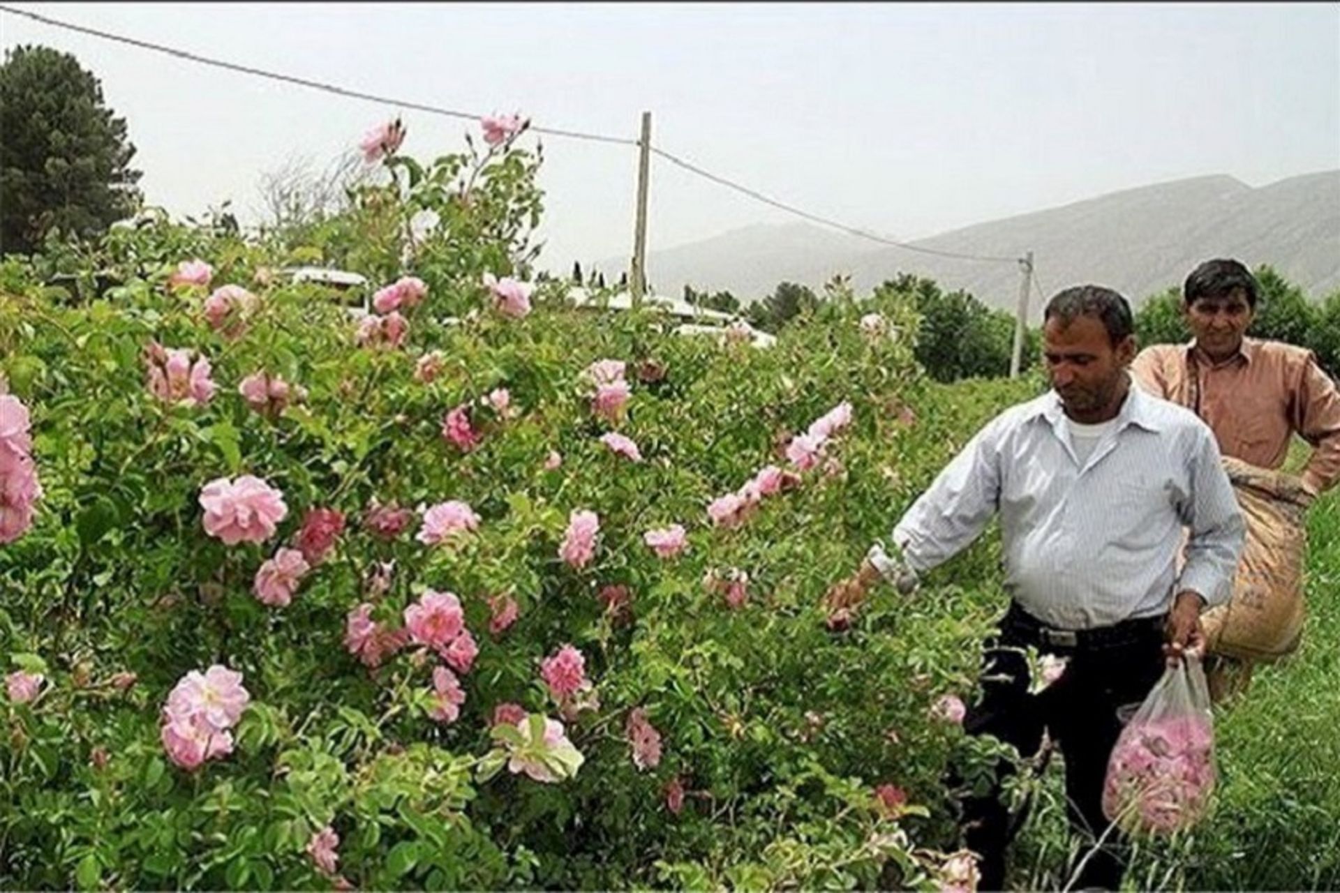 روز میمند
