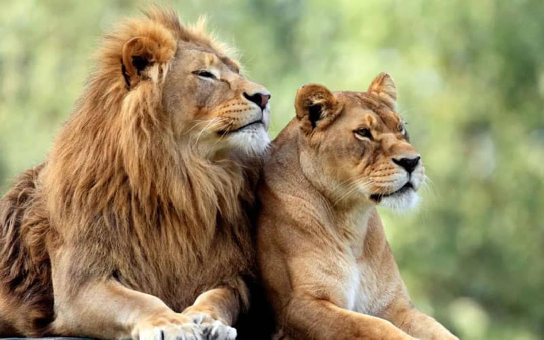 دو شیر نر و ماده در کنار هم