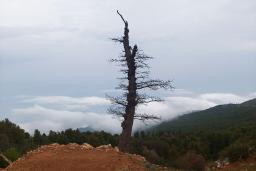 تک‌درخت مشهور روستای درازنو 