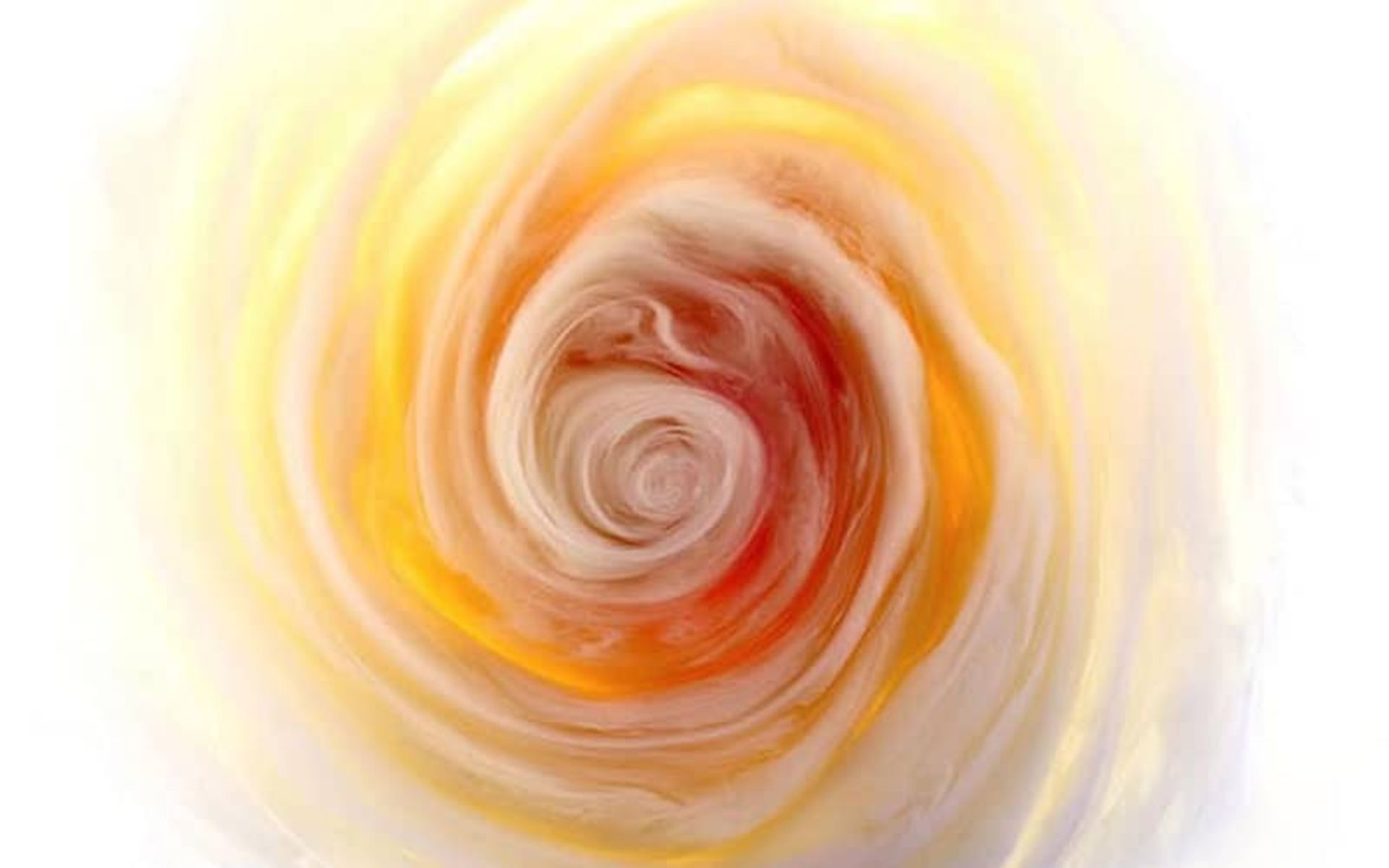 گل رز نارنجی