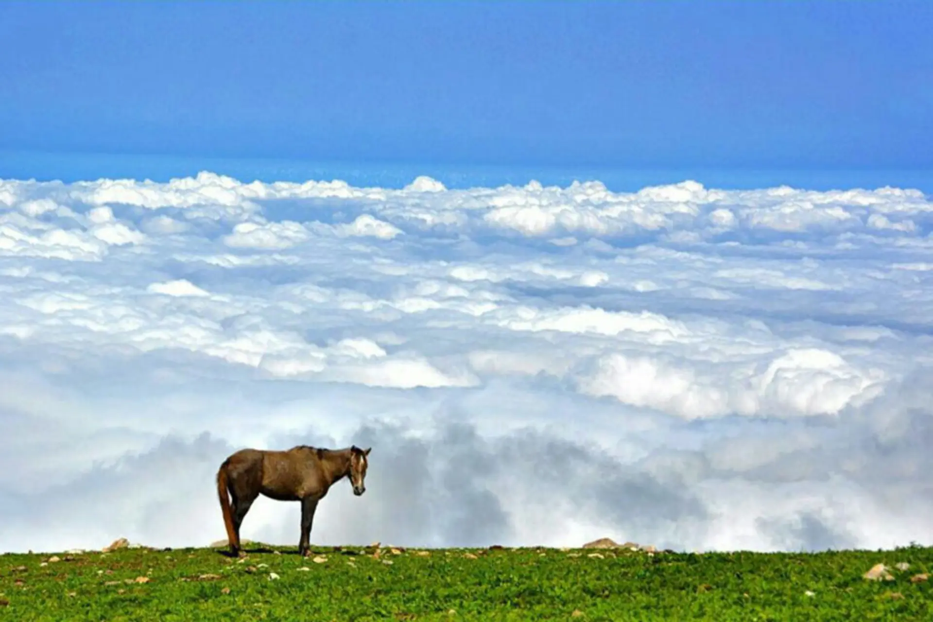اسبی آزاد در روستای فیلبند