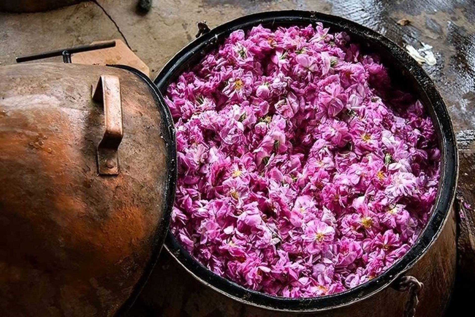 گلابگیری کاشان، منبع: origiran.com