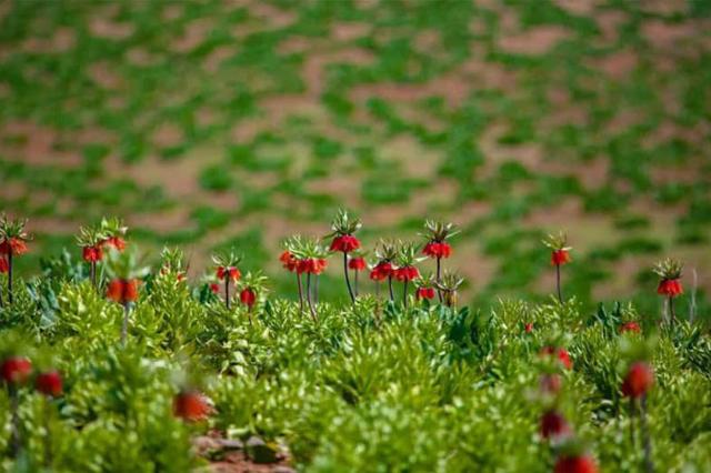 رویش لاله‌های واژگون در دشت لاله های واژگون کوهرنگ