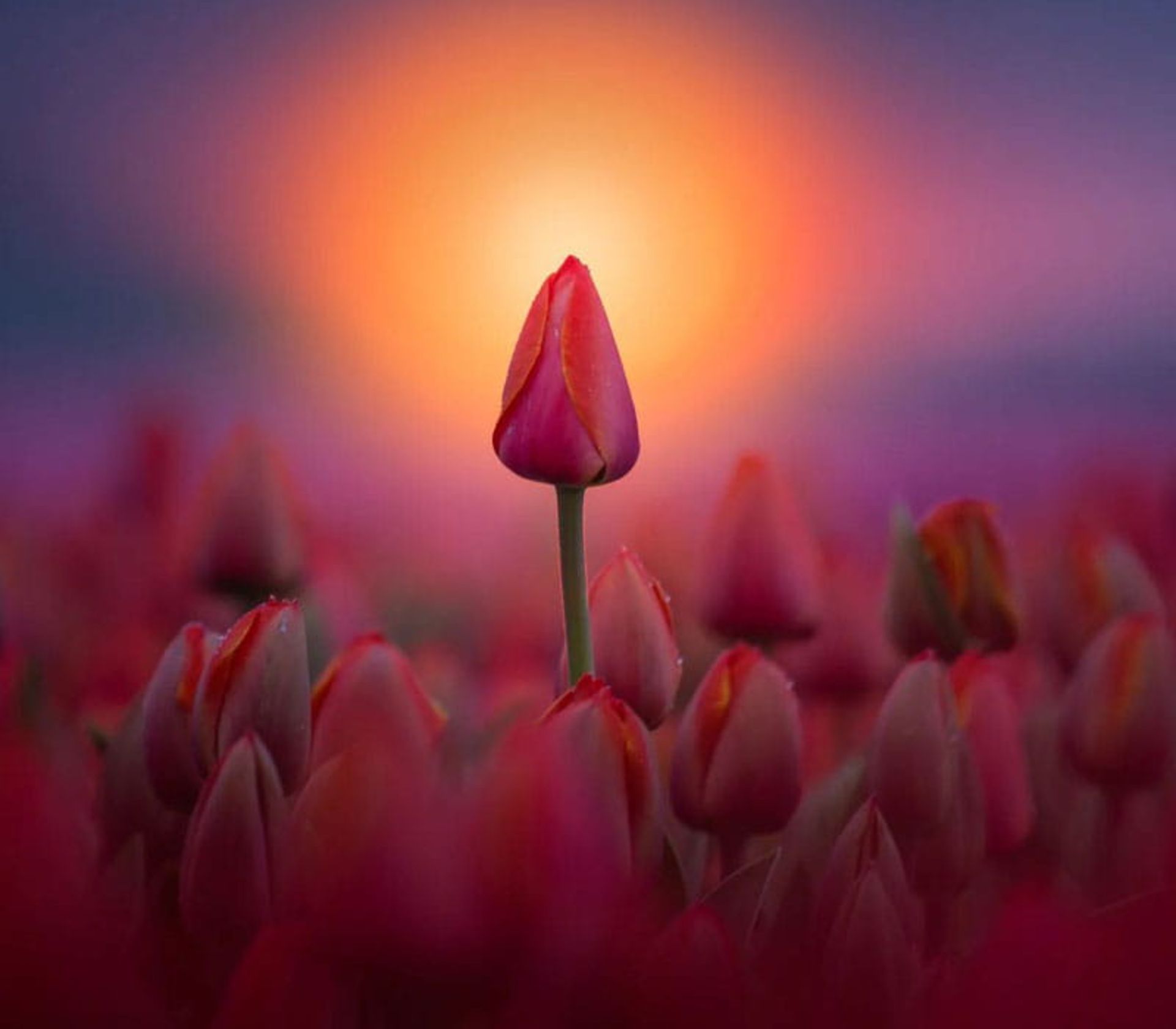 عکس تک گل لاله در مزرعه ای در هلند