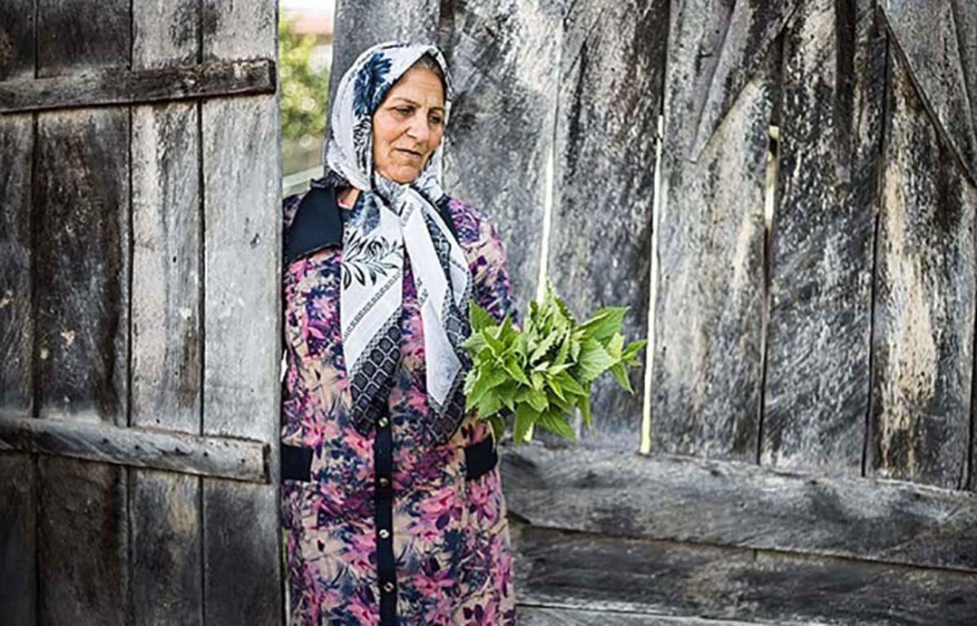 چیدن گزنه برای آش گزنه شمالی 