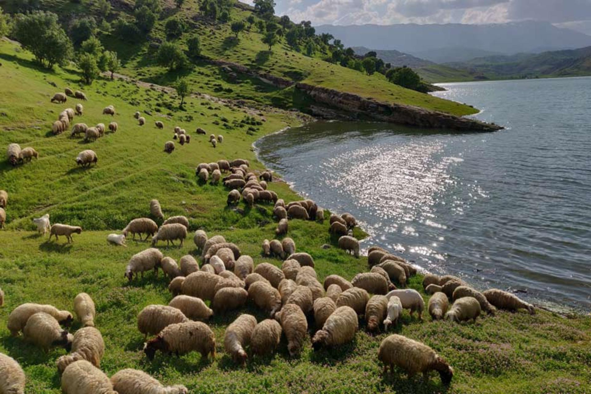 طبیعت بکر اطراف تنگه کافرین
