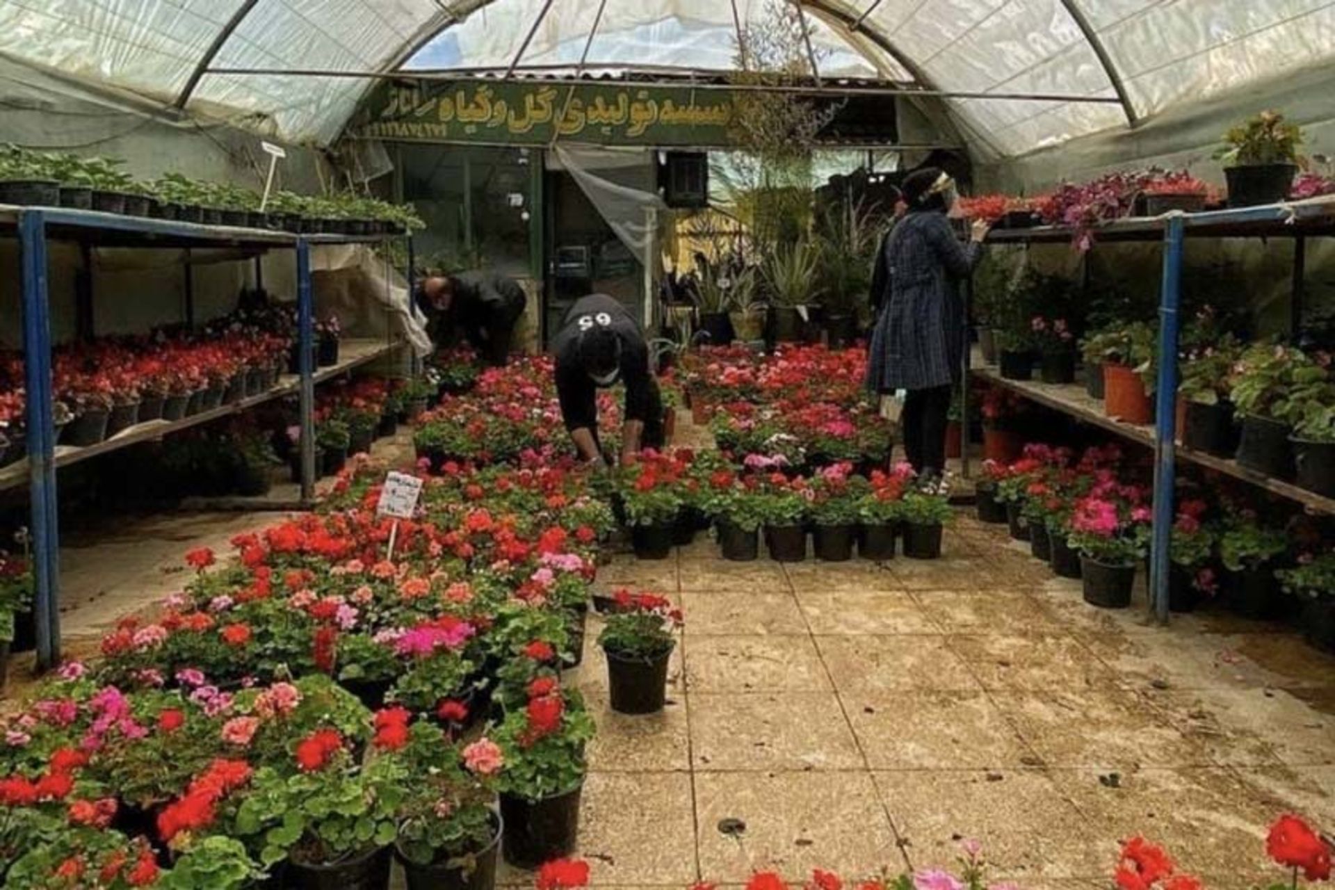 گل‌های شمعدانی در بازار گل محلاتی