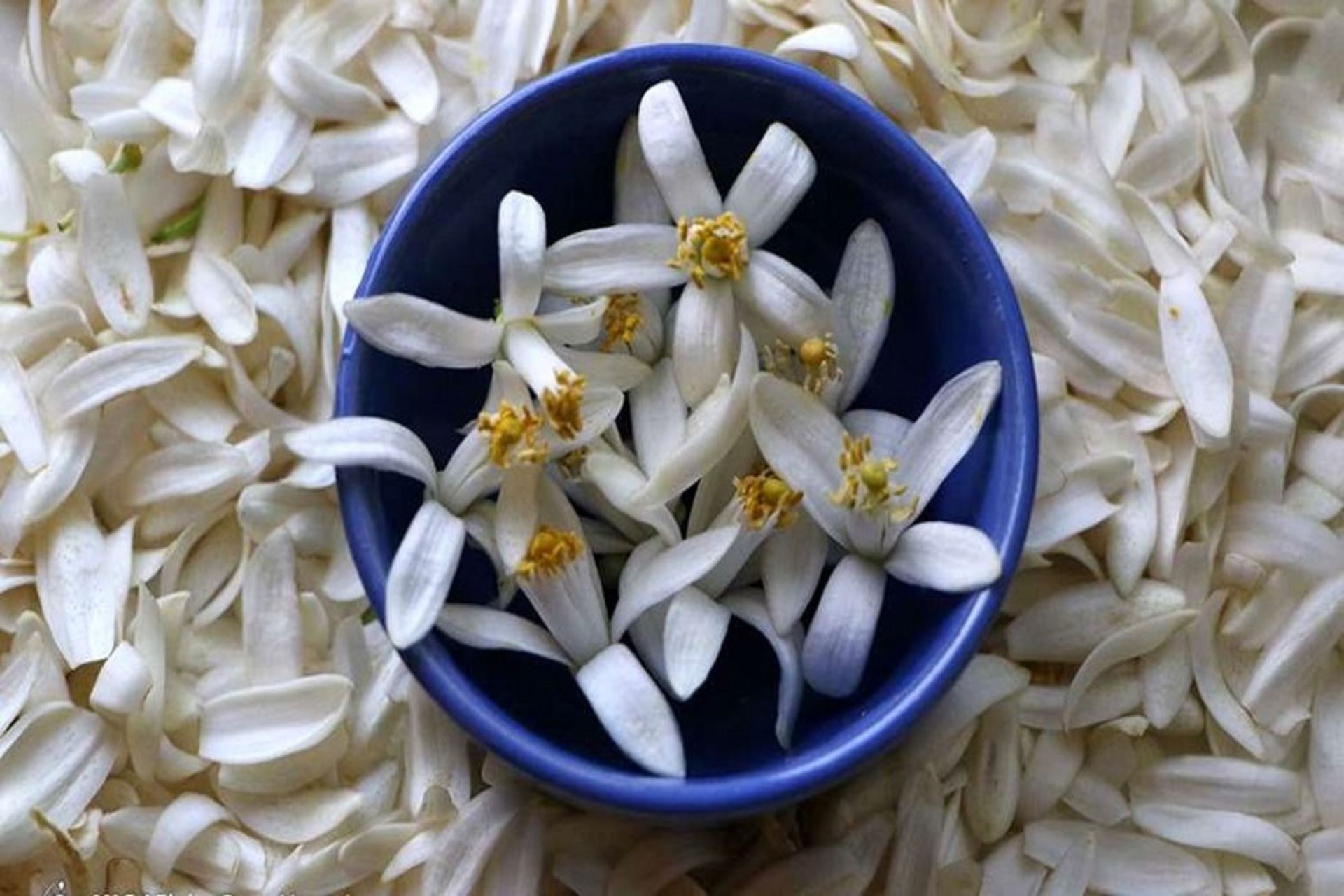 بهار نارنج
