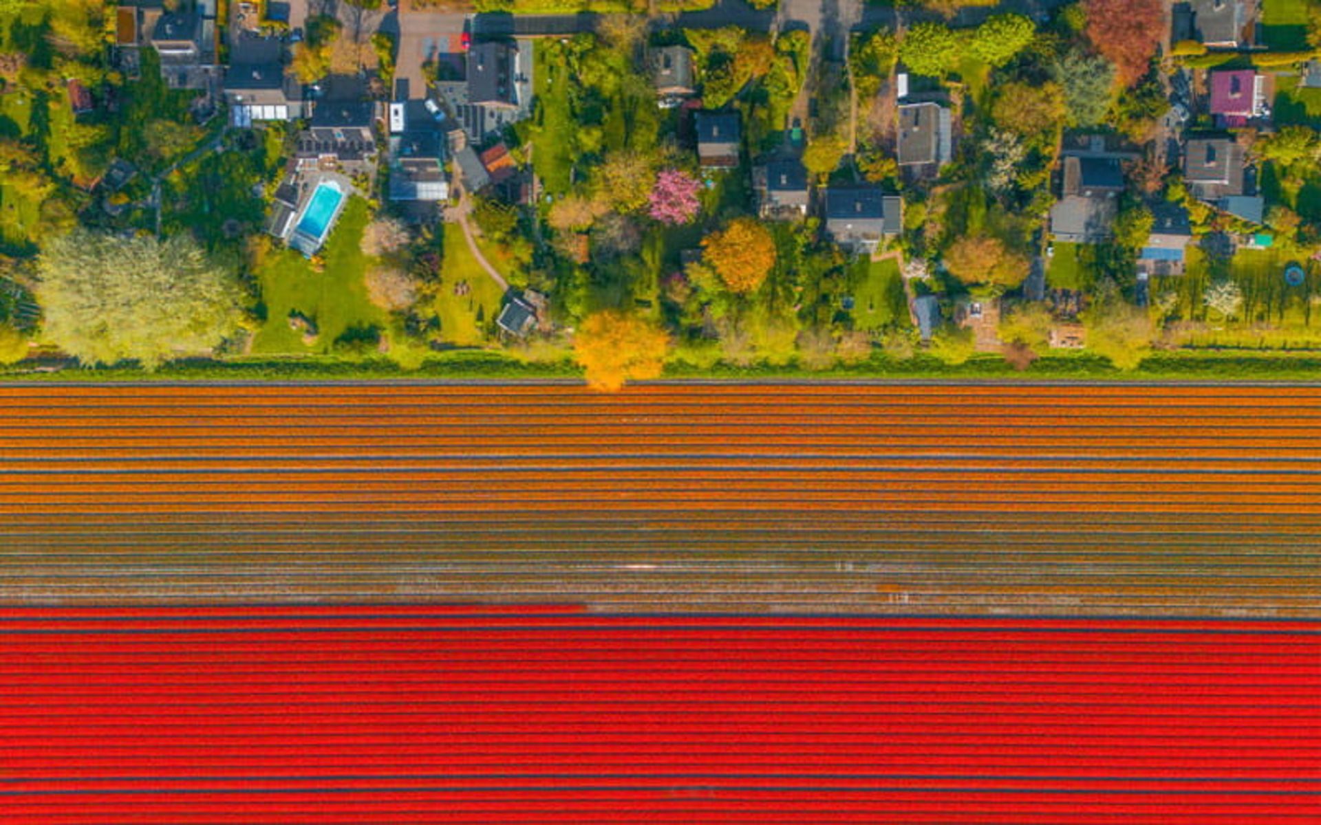 عکس هوایی از مزرعه رنگارنگ گل های لاله هلند