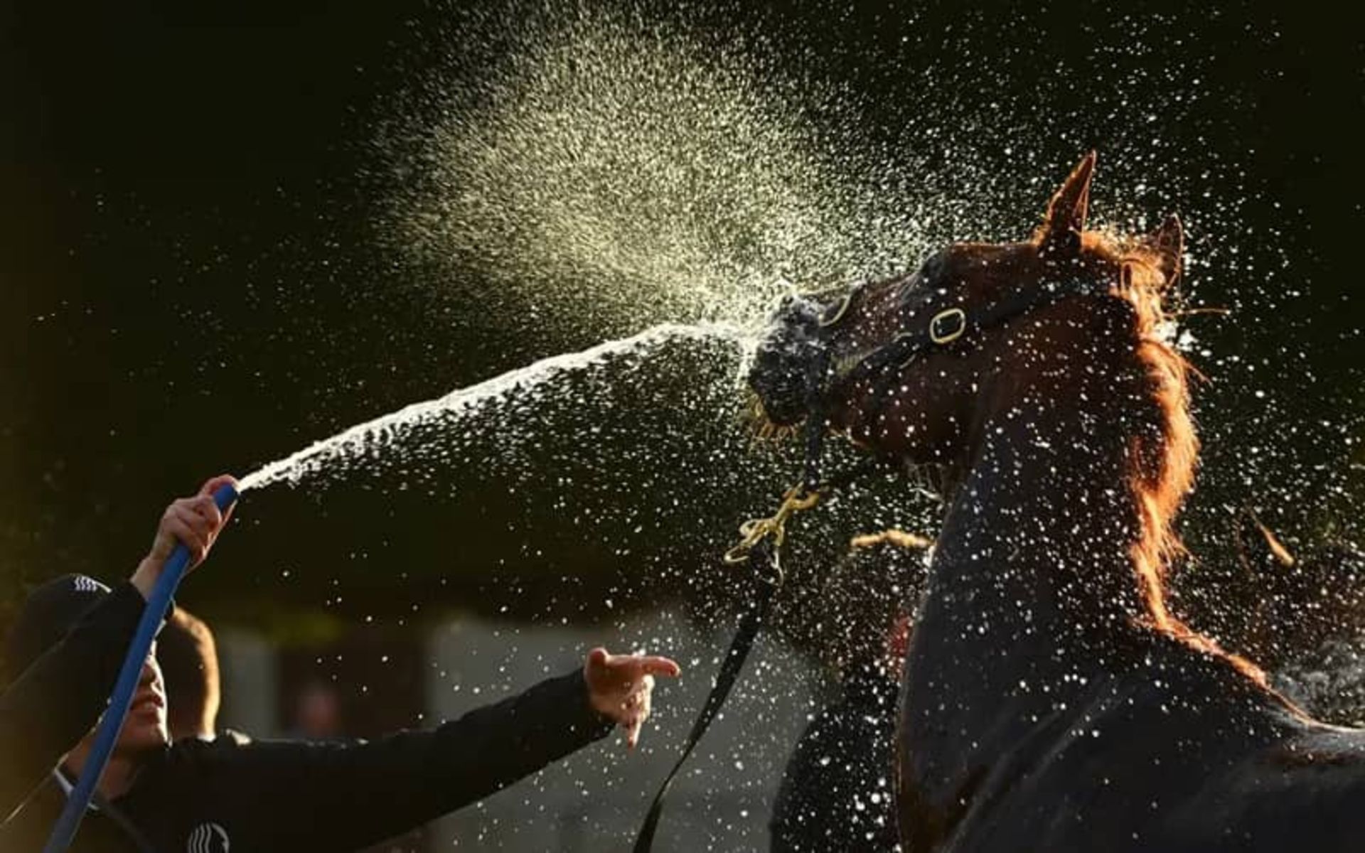 آب پاشیدن به اسب برای خنک کردن او