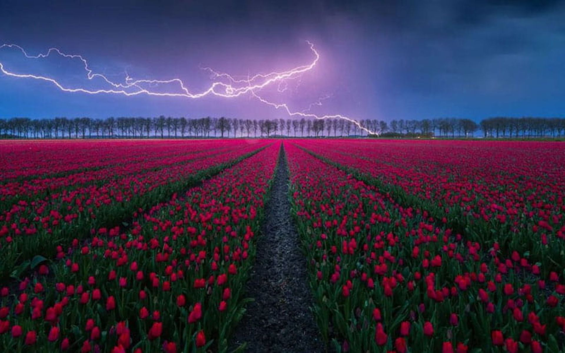 مزرعه گل های لاله هلند زیر صاعقه
