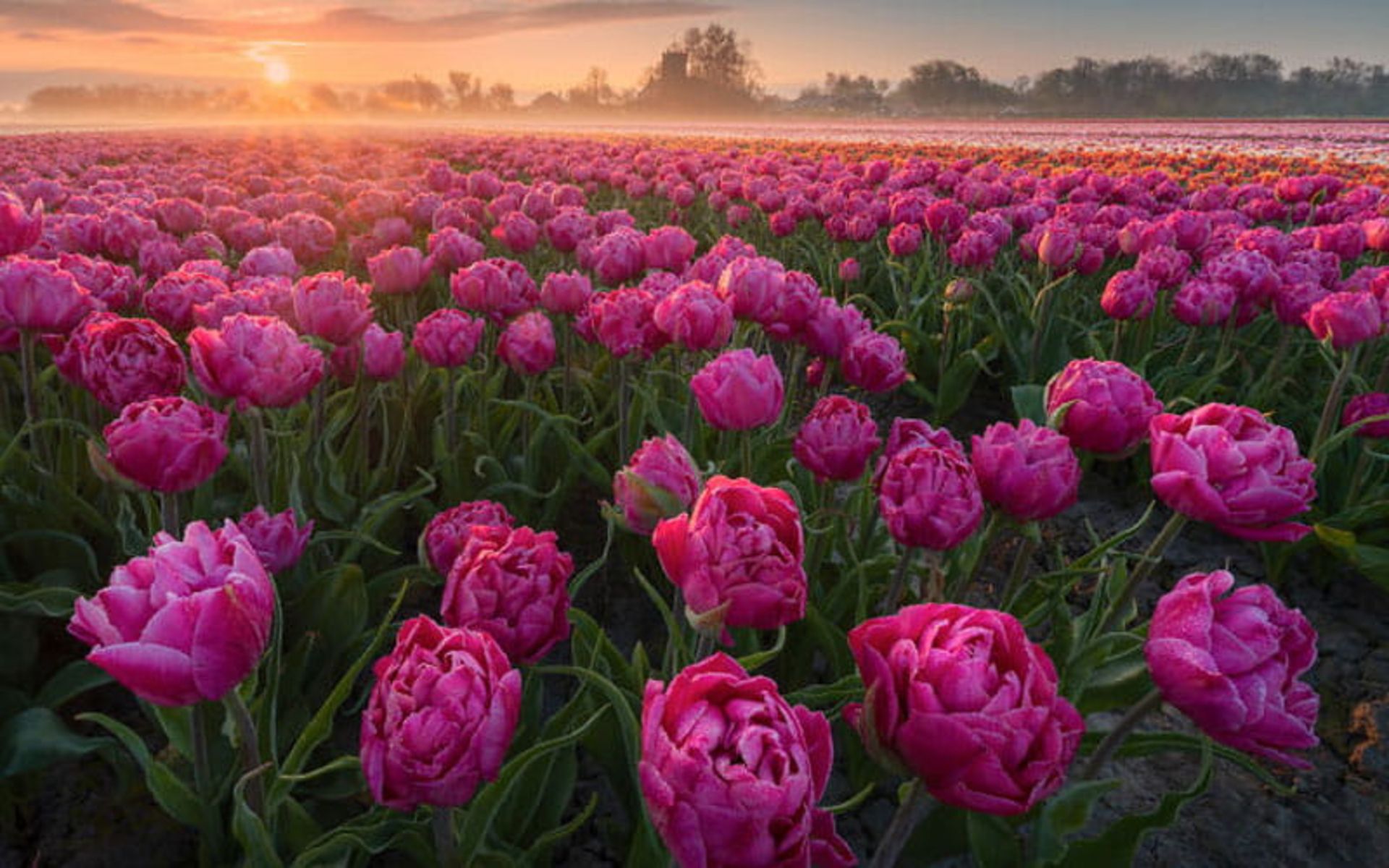 گل‌های صورتی لاله در هلند