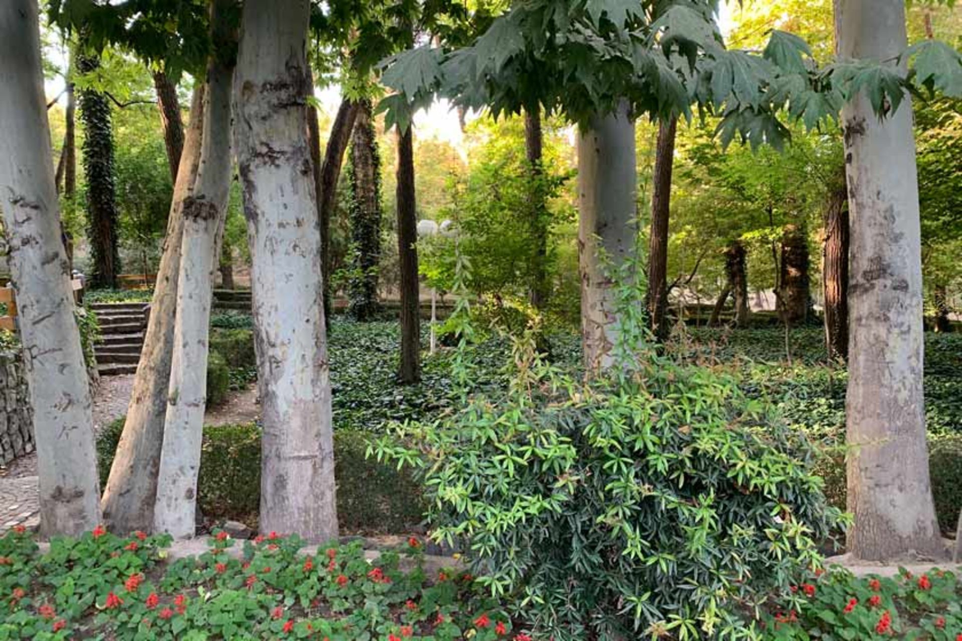 پوشش گیاهی پارک وکیل آباد