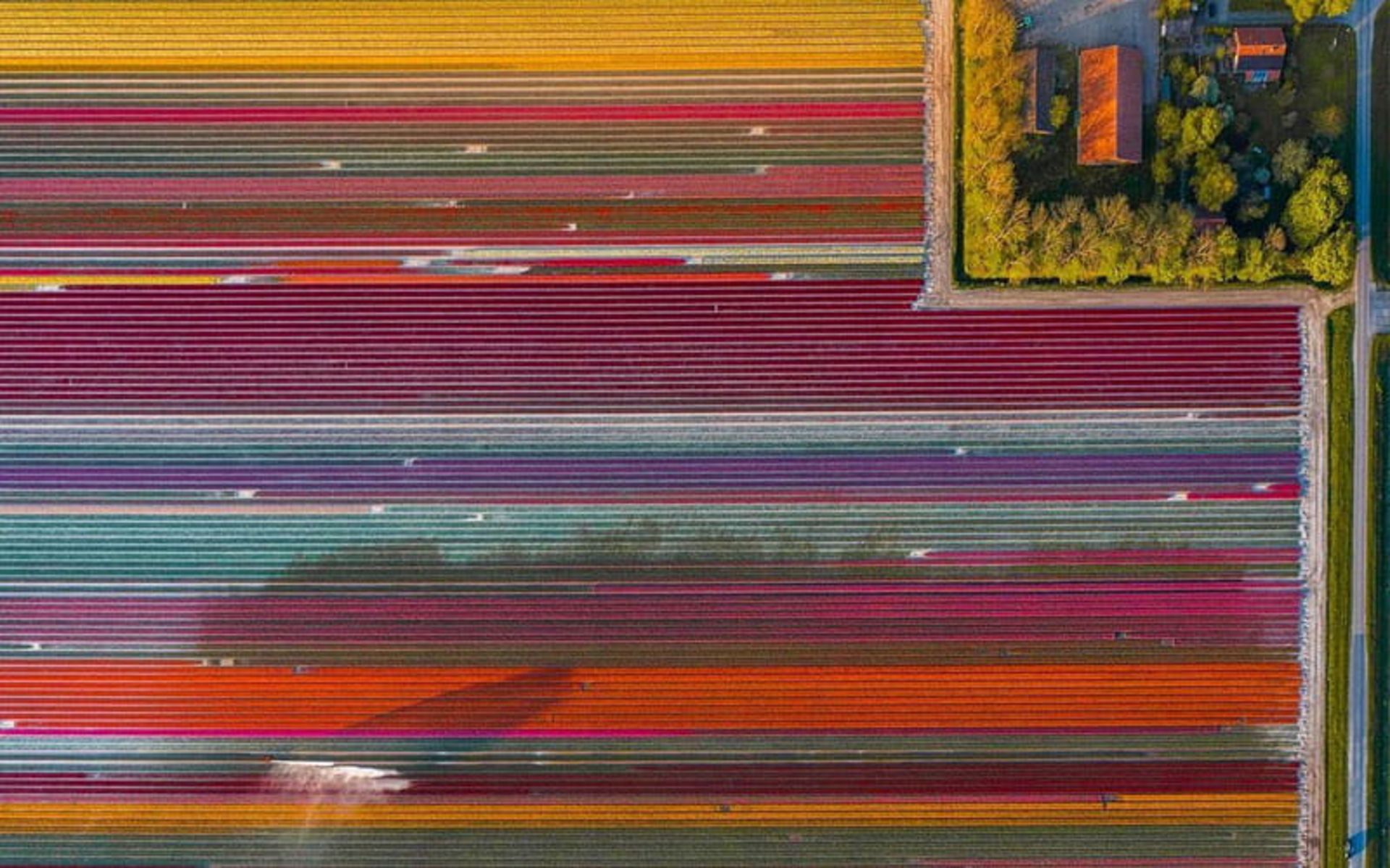 تصویر هوایی از مزرعه گل های لاله هلند