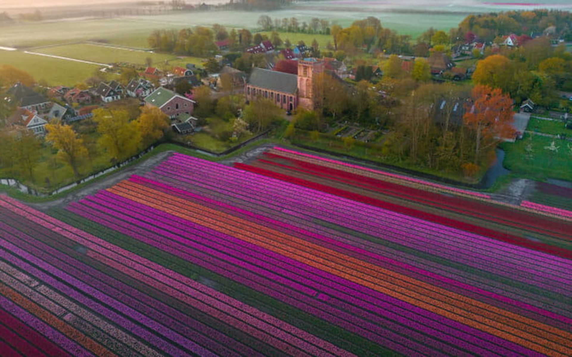 مزرعه رنگارنگ گل های لاله 