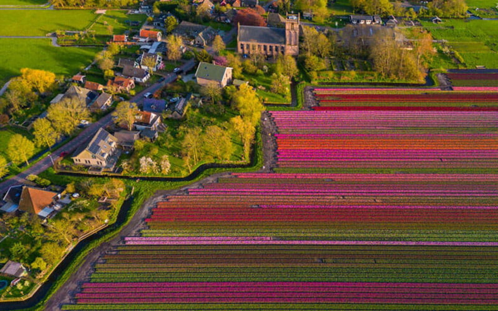 مزارع رنگارنگ گل های لاله