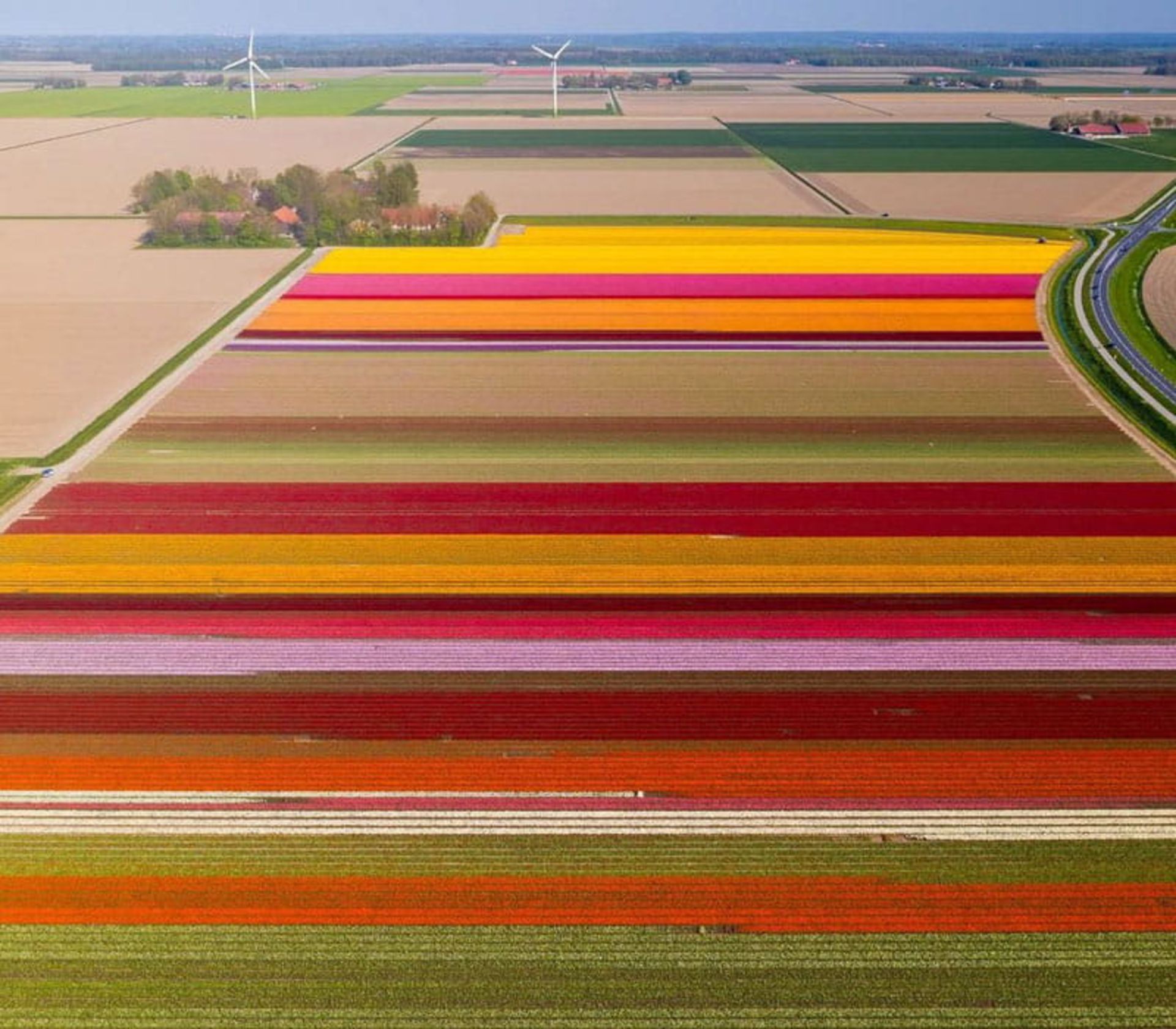 عکس هوایی از مزرعه گل های لاله هلند