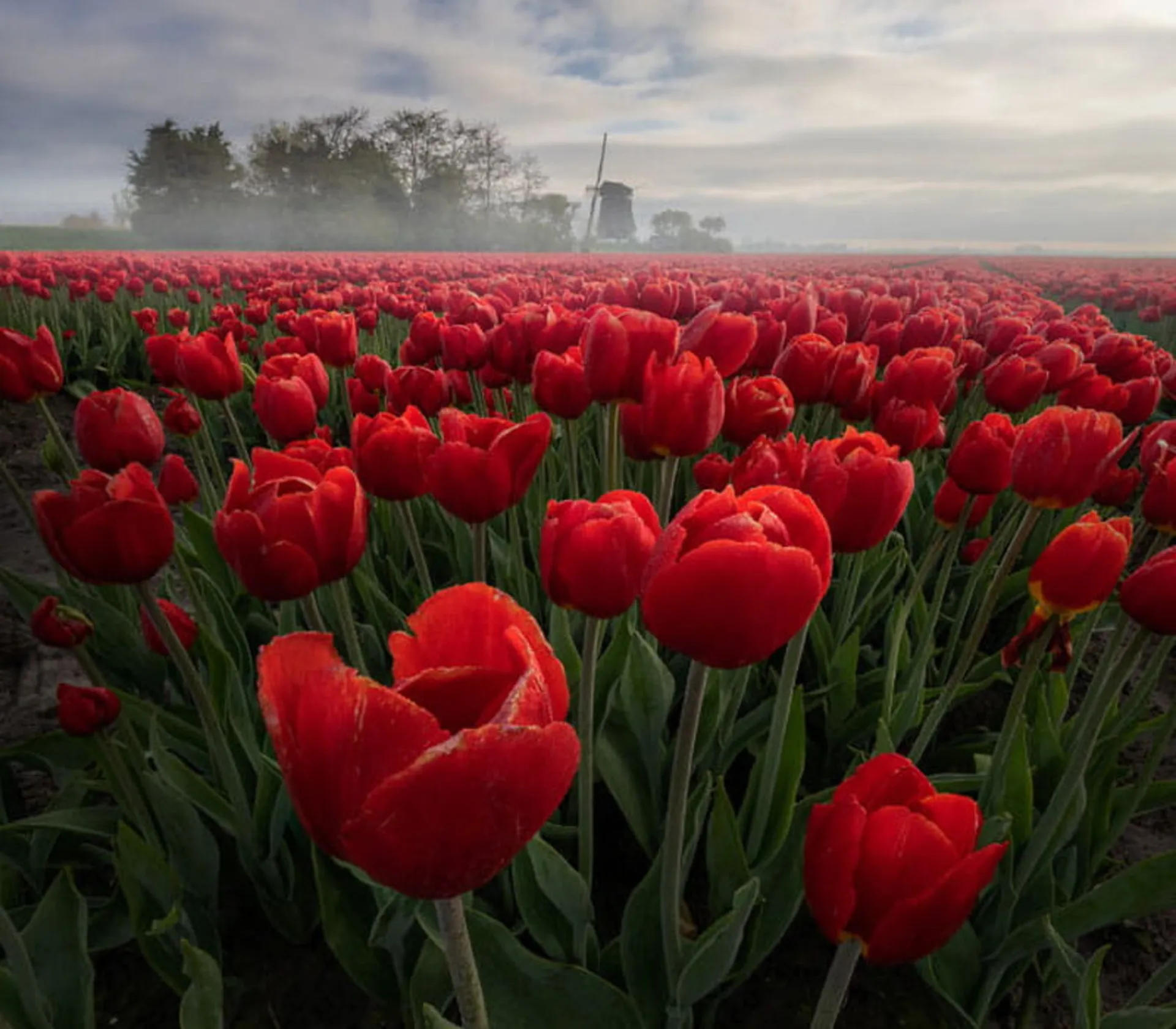 مزرعه گل های لاله هلند در هوای مه آلود