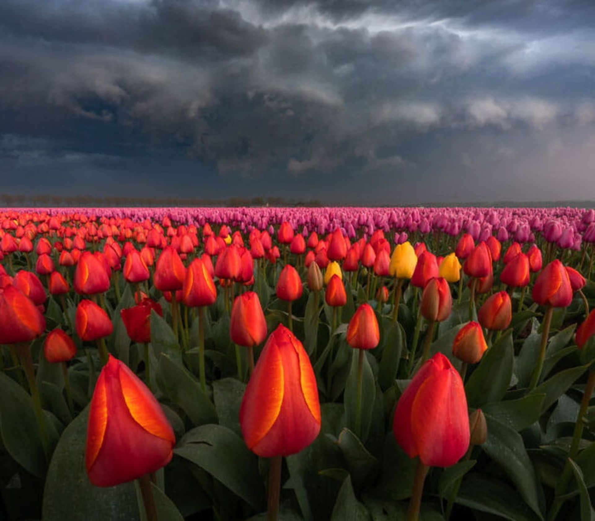 مزرعه گل های لاله هلند در هوای ابری