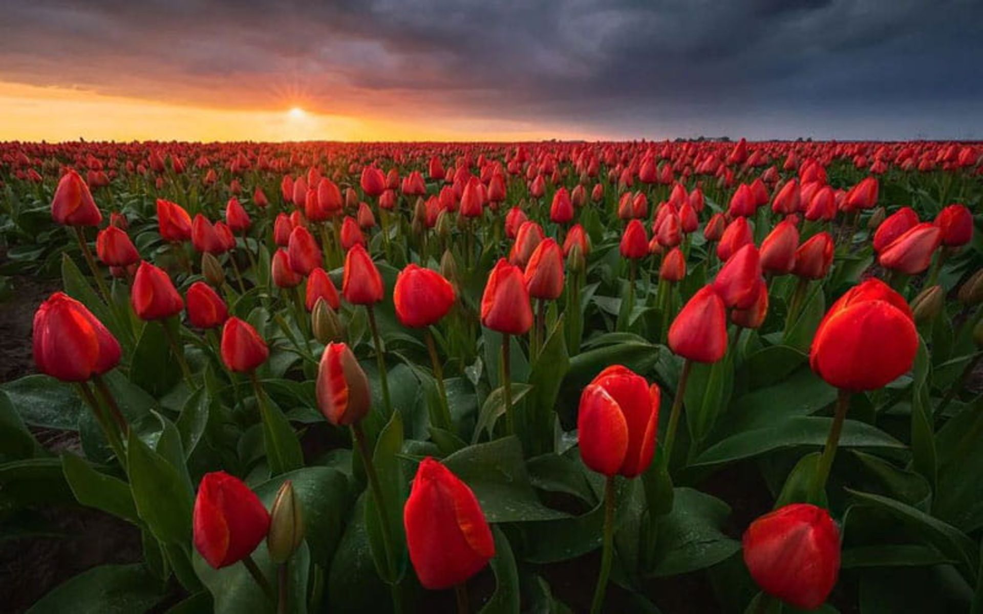 مزرعه گل های لاله هلند در زمان غروب خورشید