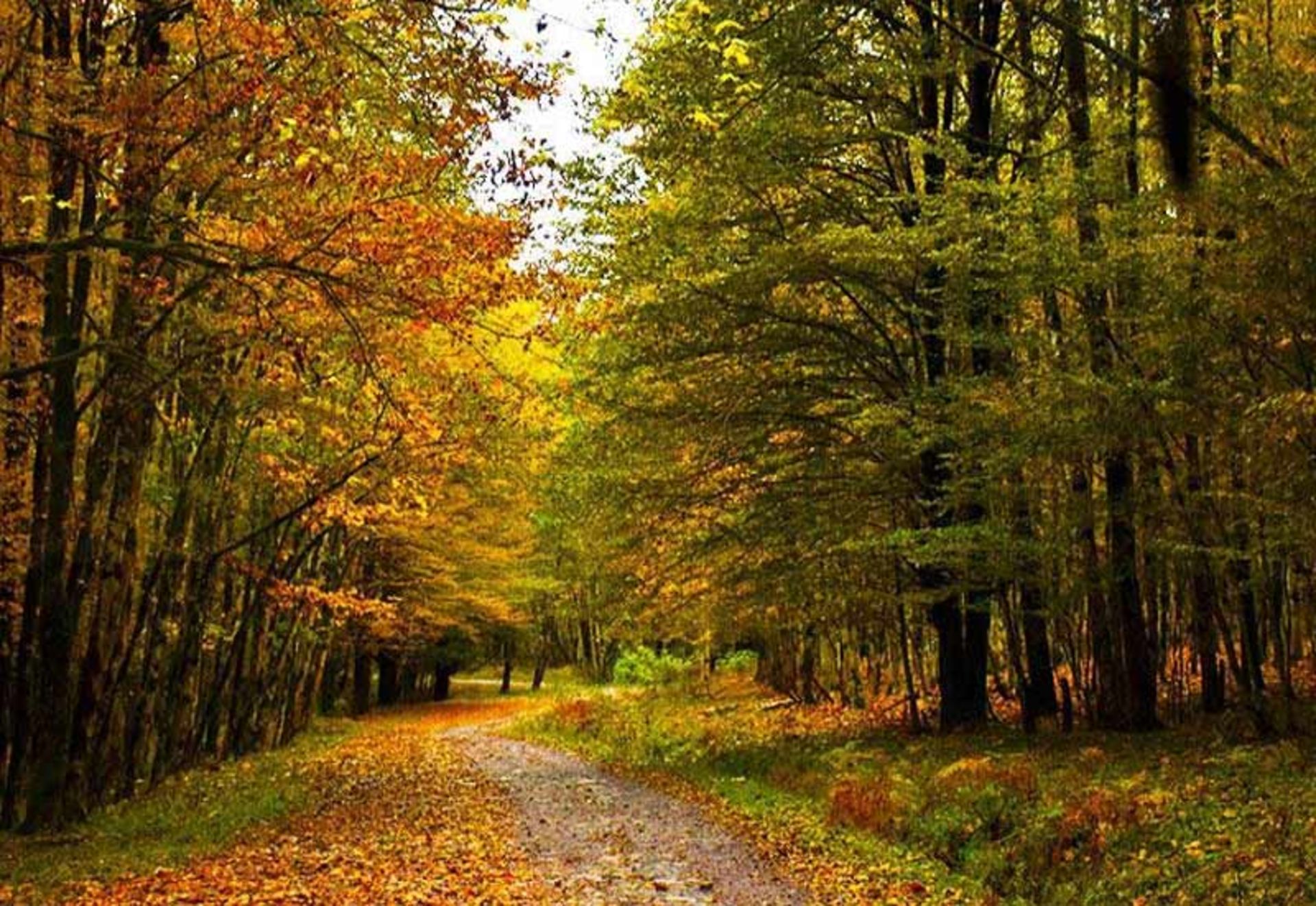 طبیعت پاییزی جنگل دوهزار در مسیر پاکوب جنگلی