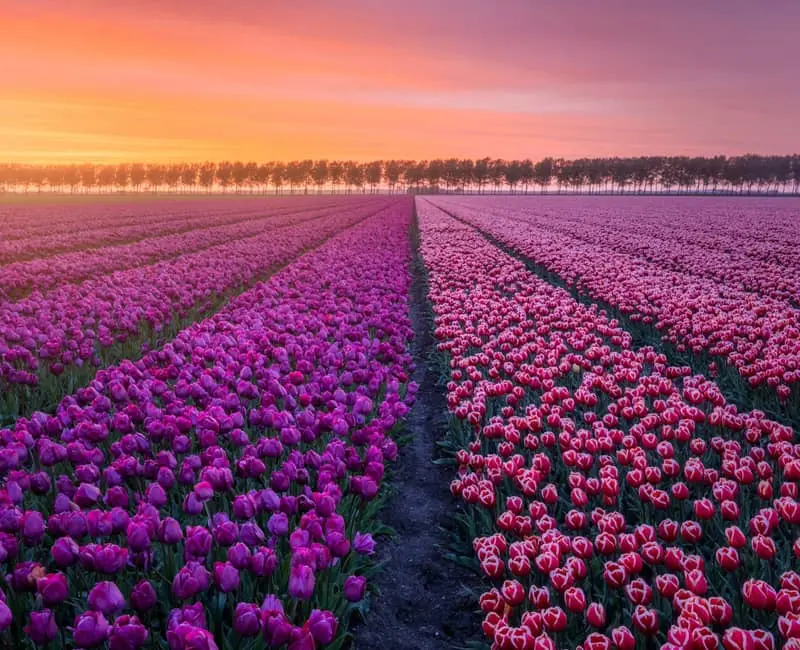 مزرعه گل در هلند