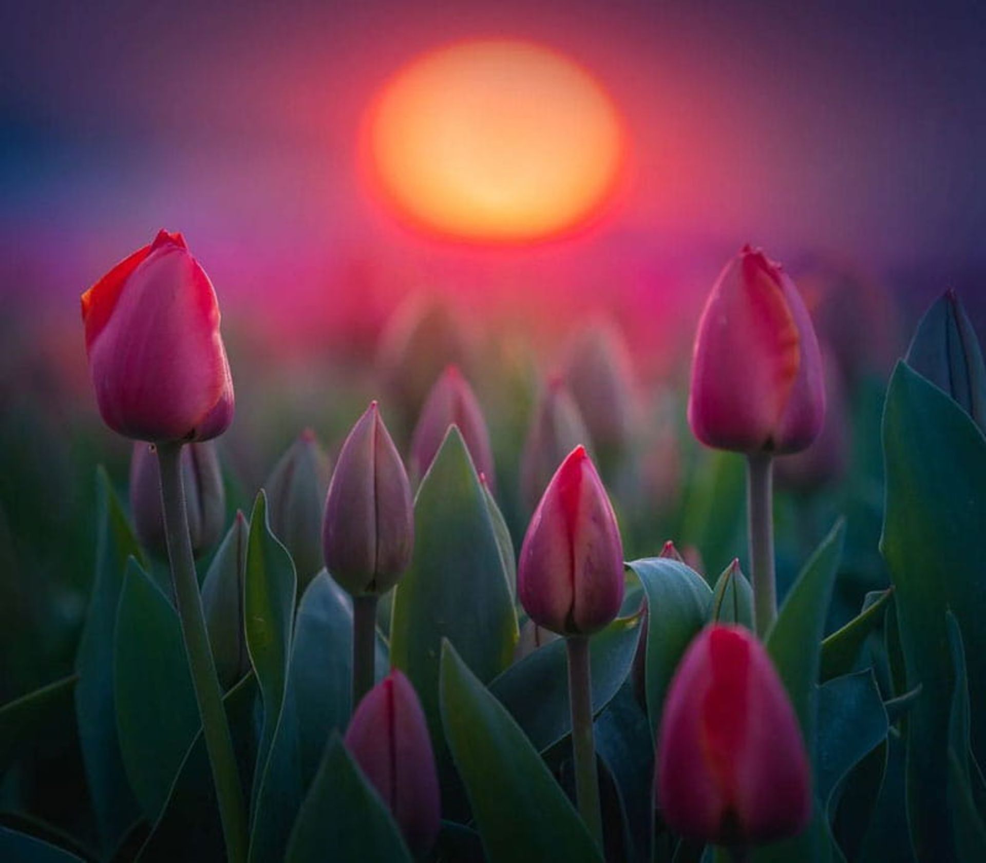 گل های لاله هلندی در زمان غروب