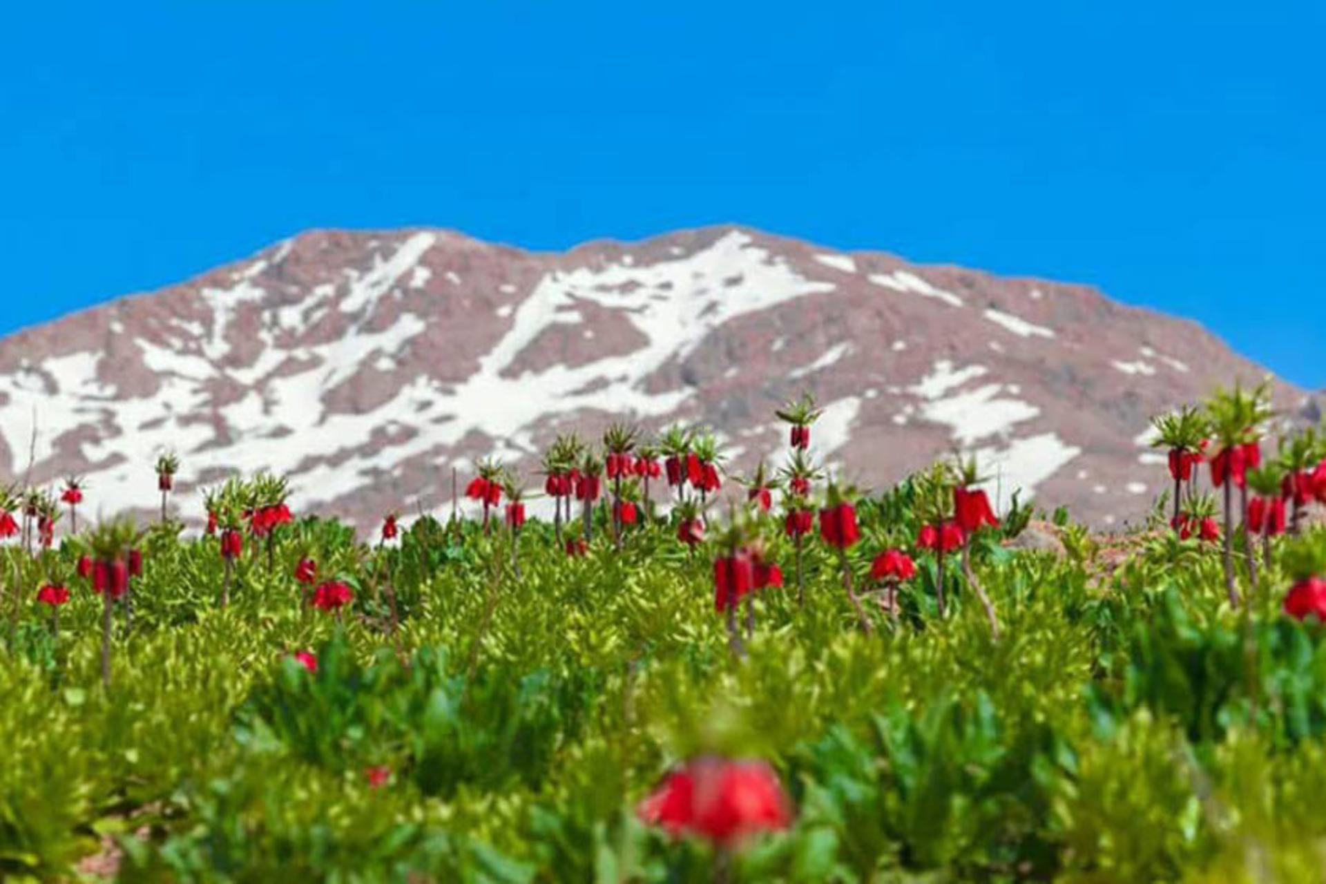 فصل رویش لاله‌ها در دشت لاله های واژگون کوهرنگ