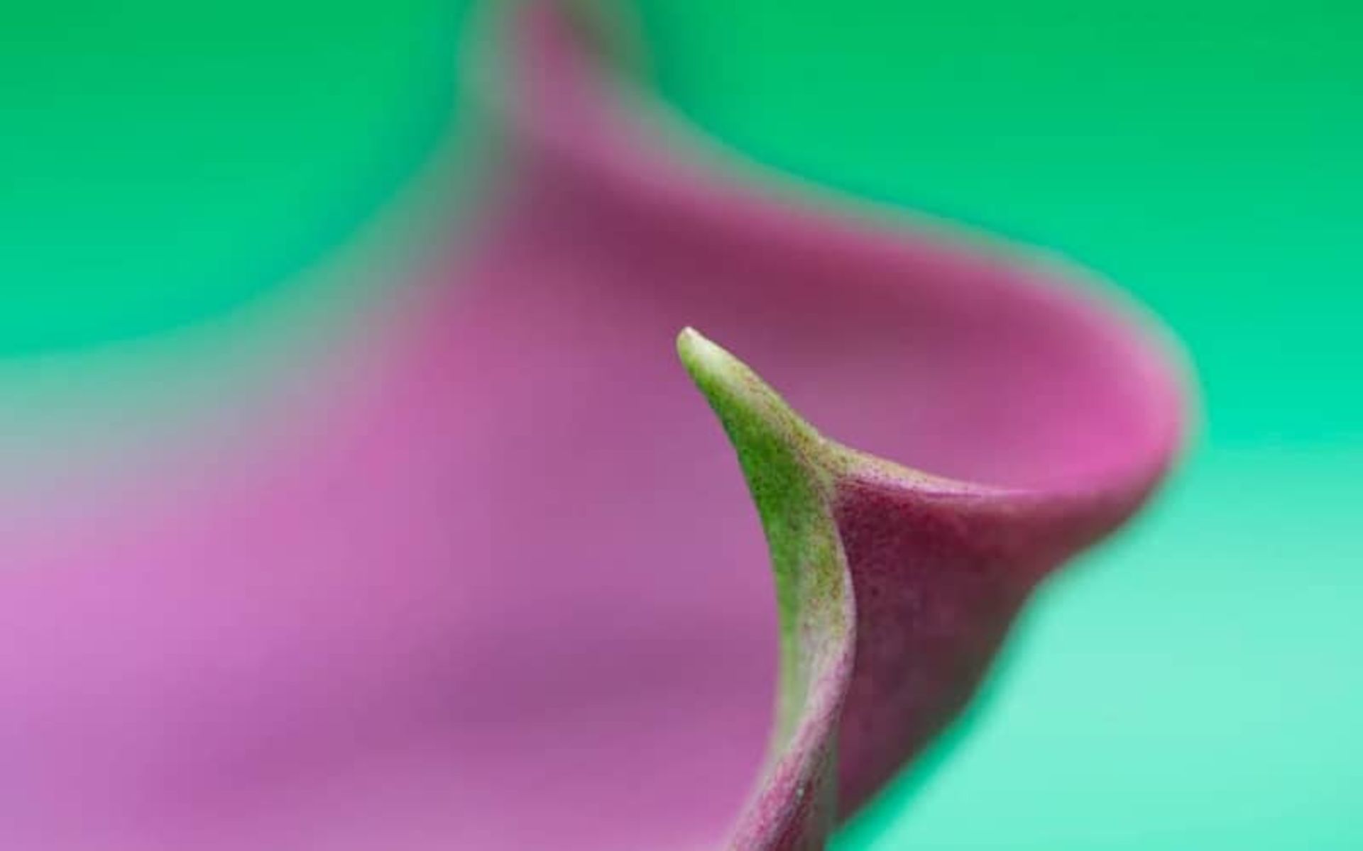 نمای نزدیک از گلبرگ یک گل