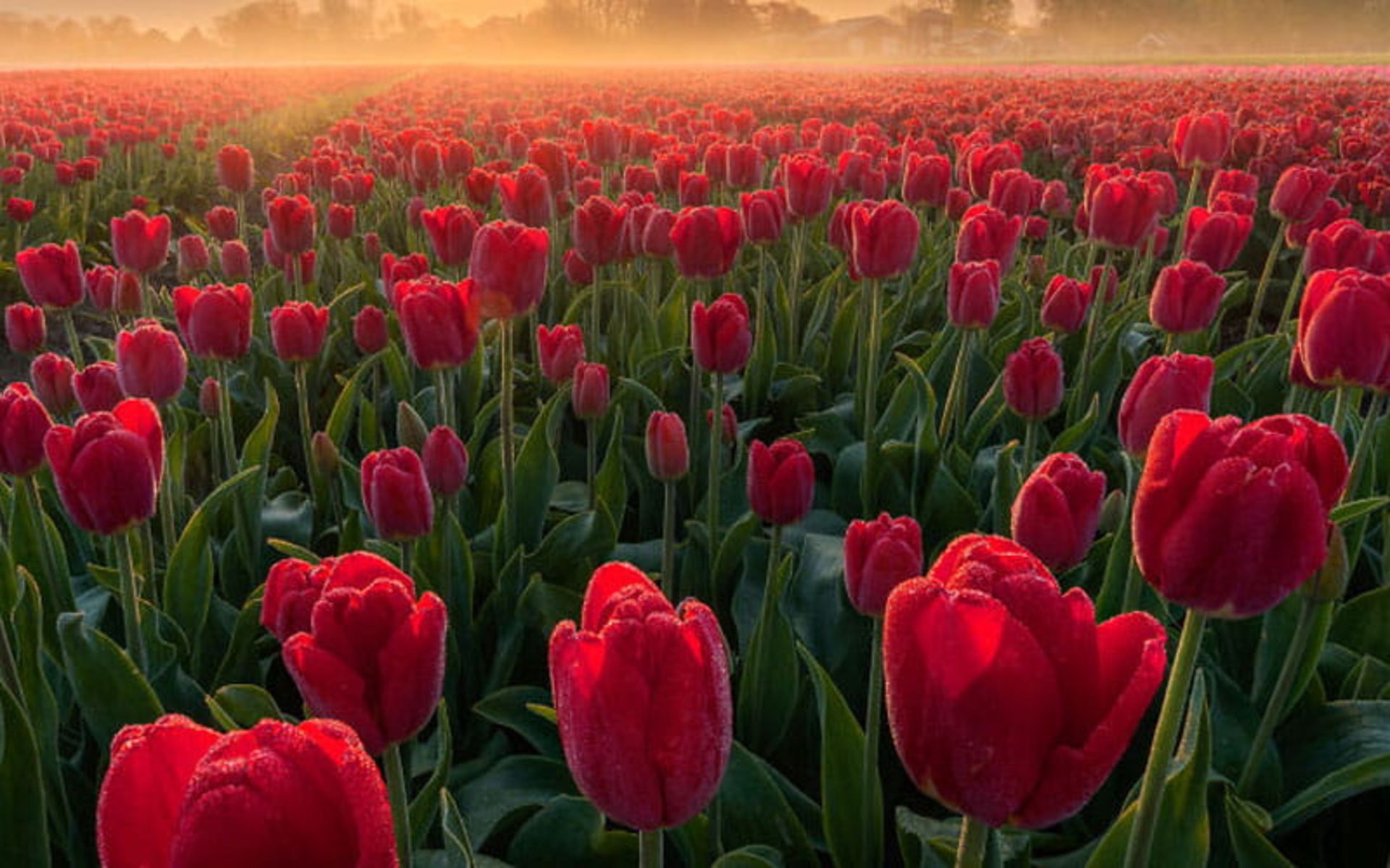 گل های لاله هلندی