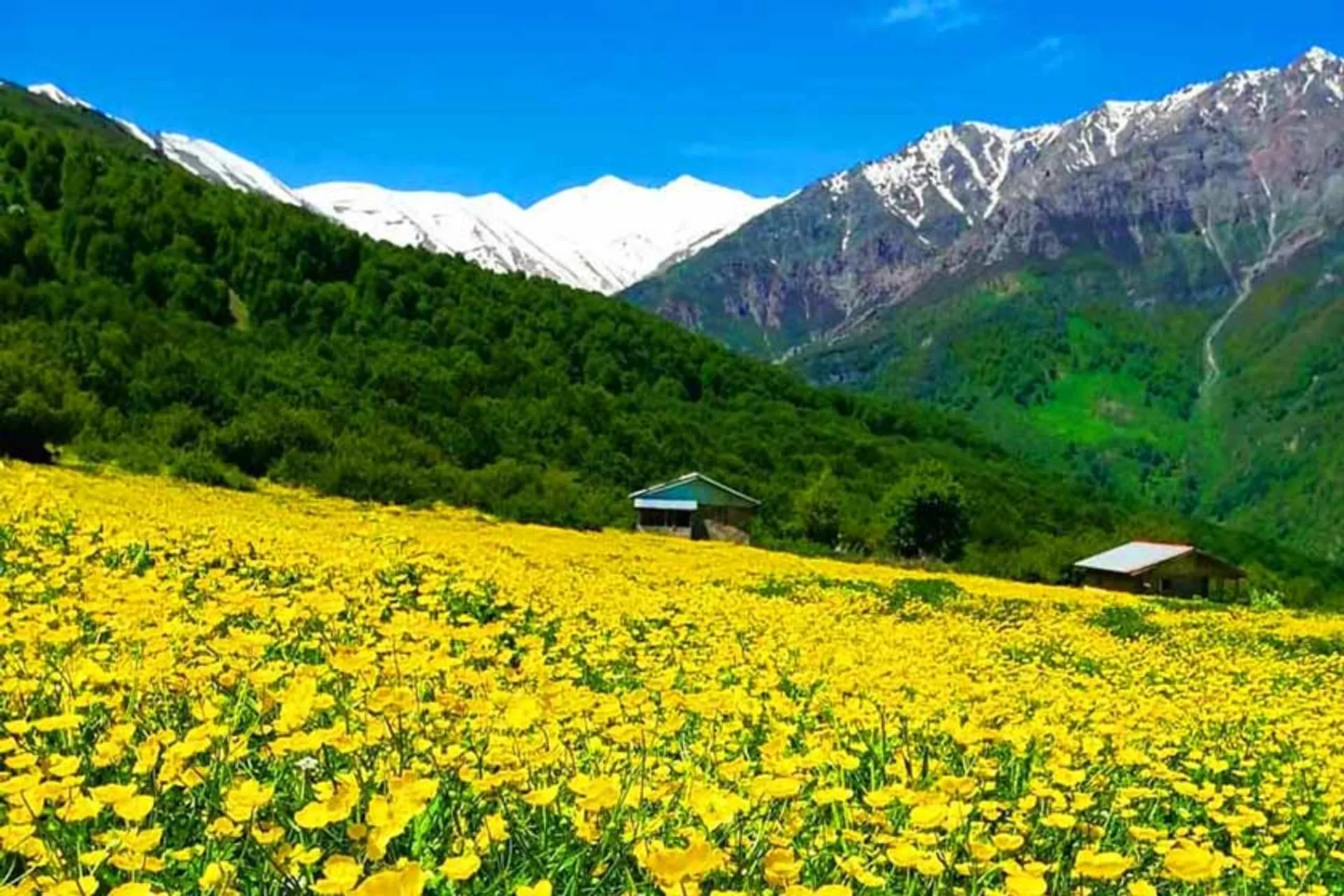 دشت دریاسر پوشیده از گل های زرد در جوار کوهستان های سبز