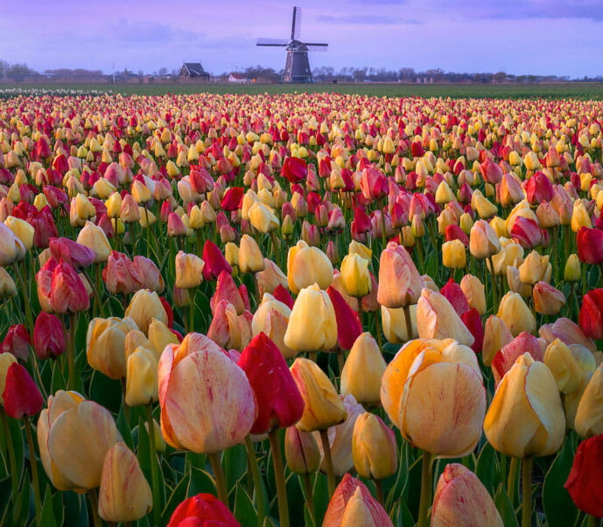 مزرعه گل های لاله 