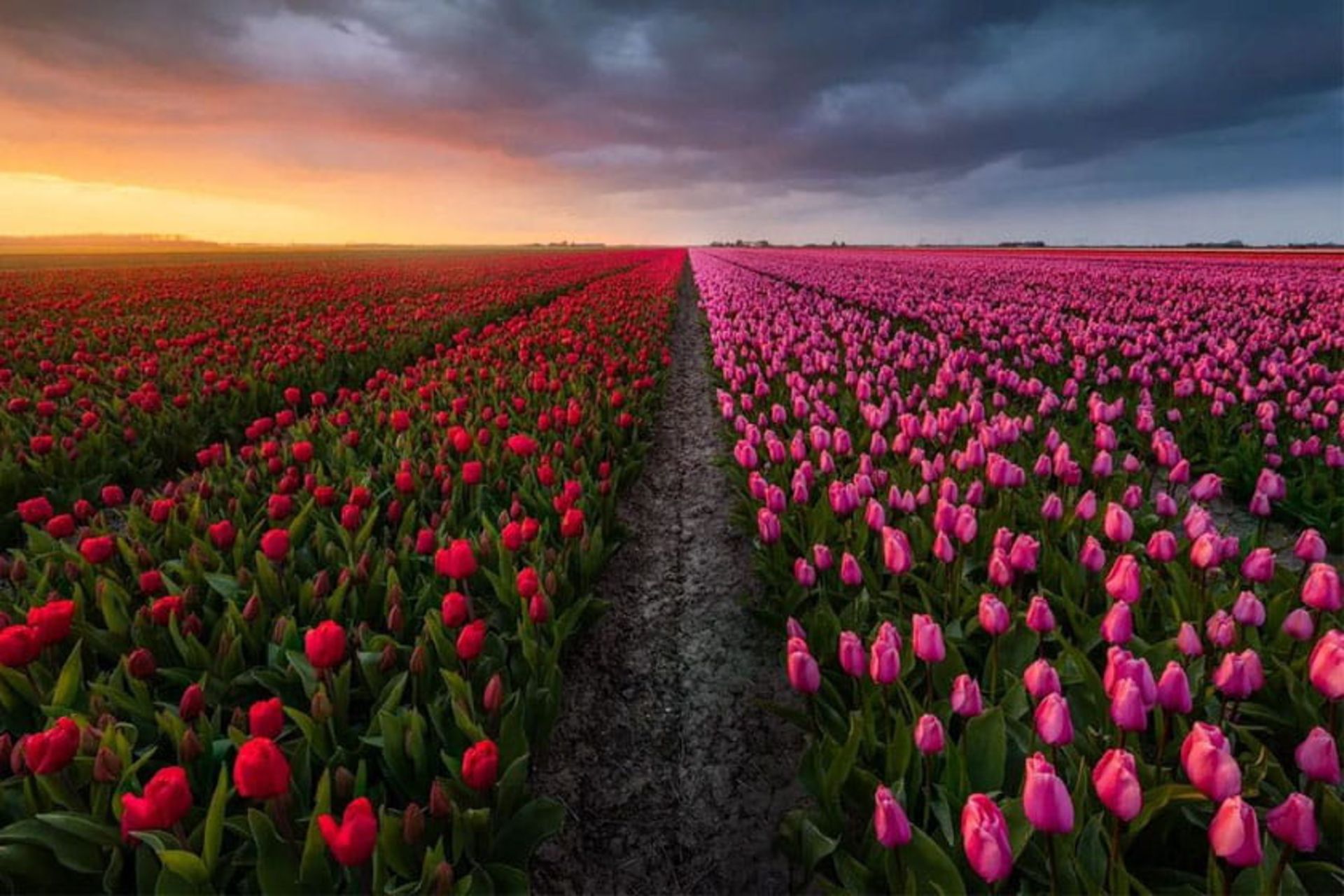 مزرعه گل های لاله هلند در زمان غروب