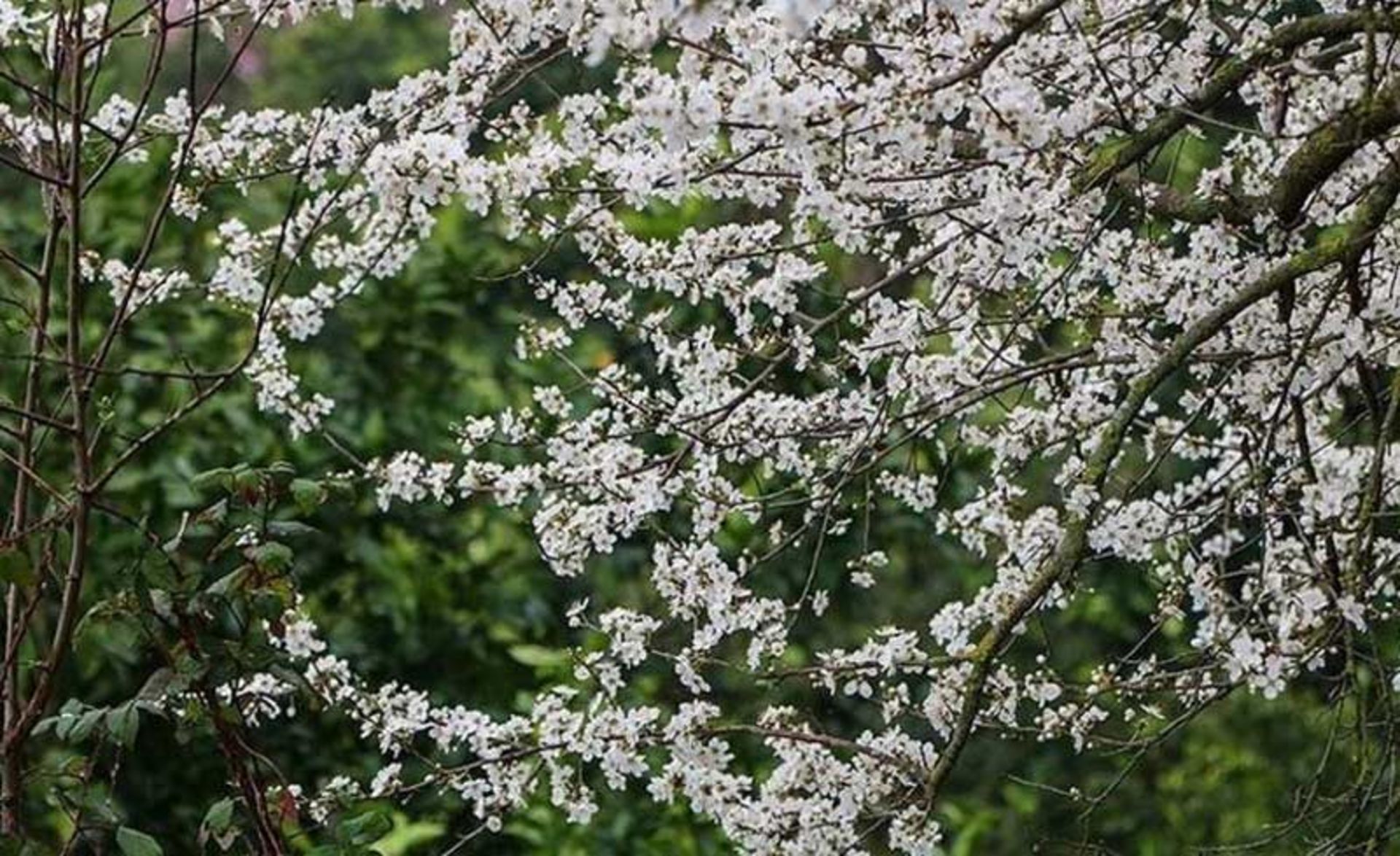 شکوفه های بهاری در طبیعت کلاچای