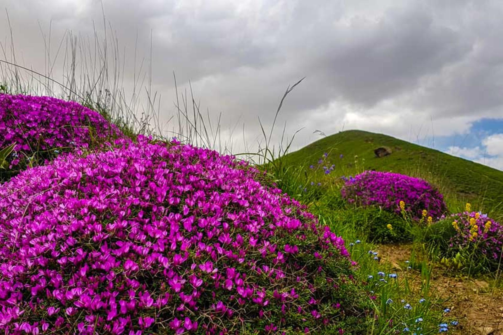بهار در دشت نمارستاق