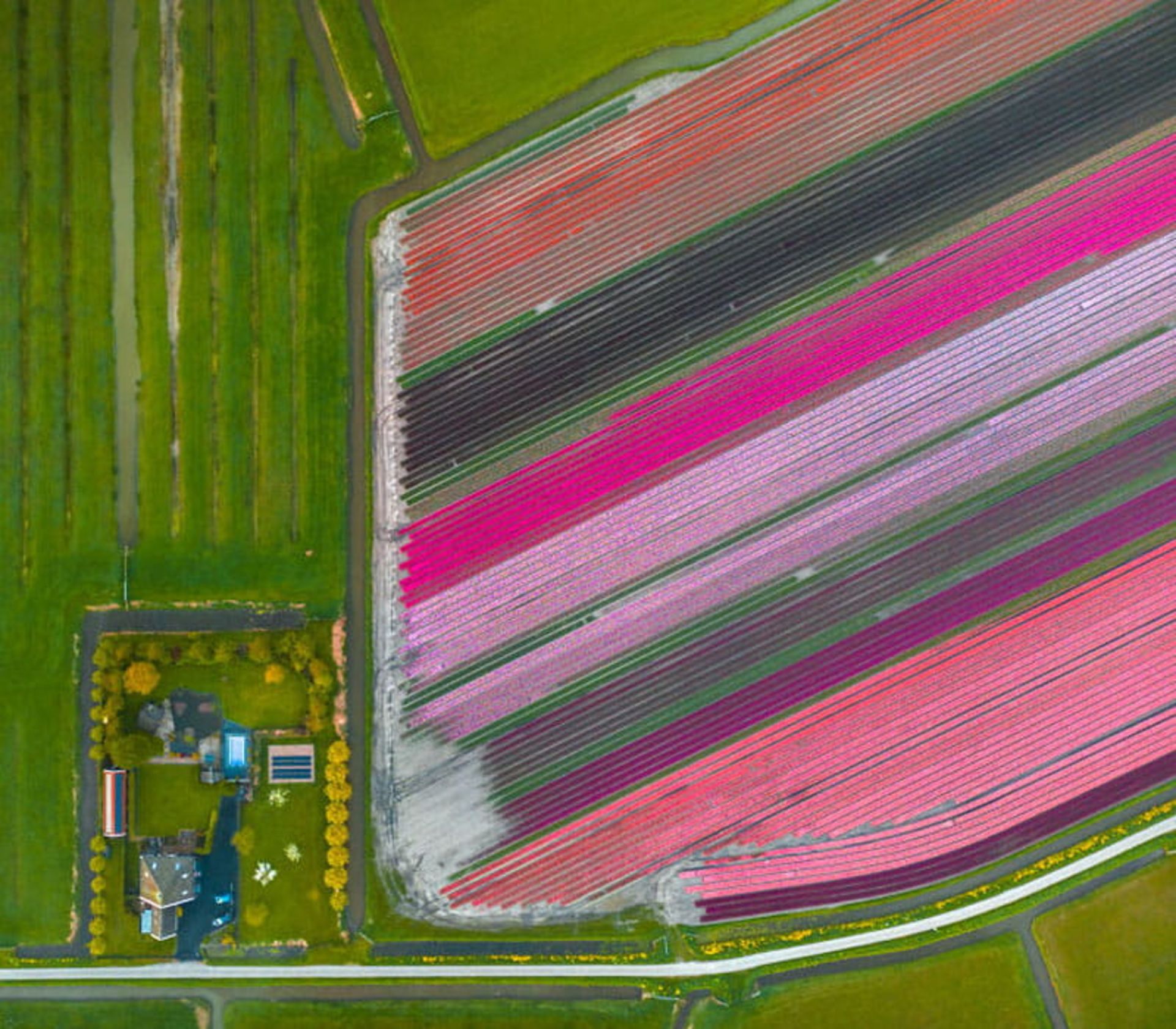 عکس هوایی از مزرعه گل های لاله هلند 