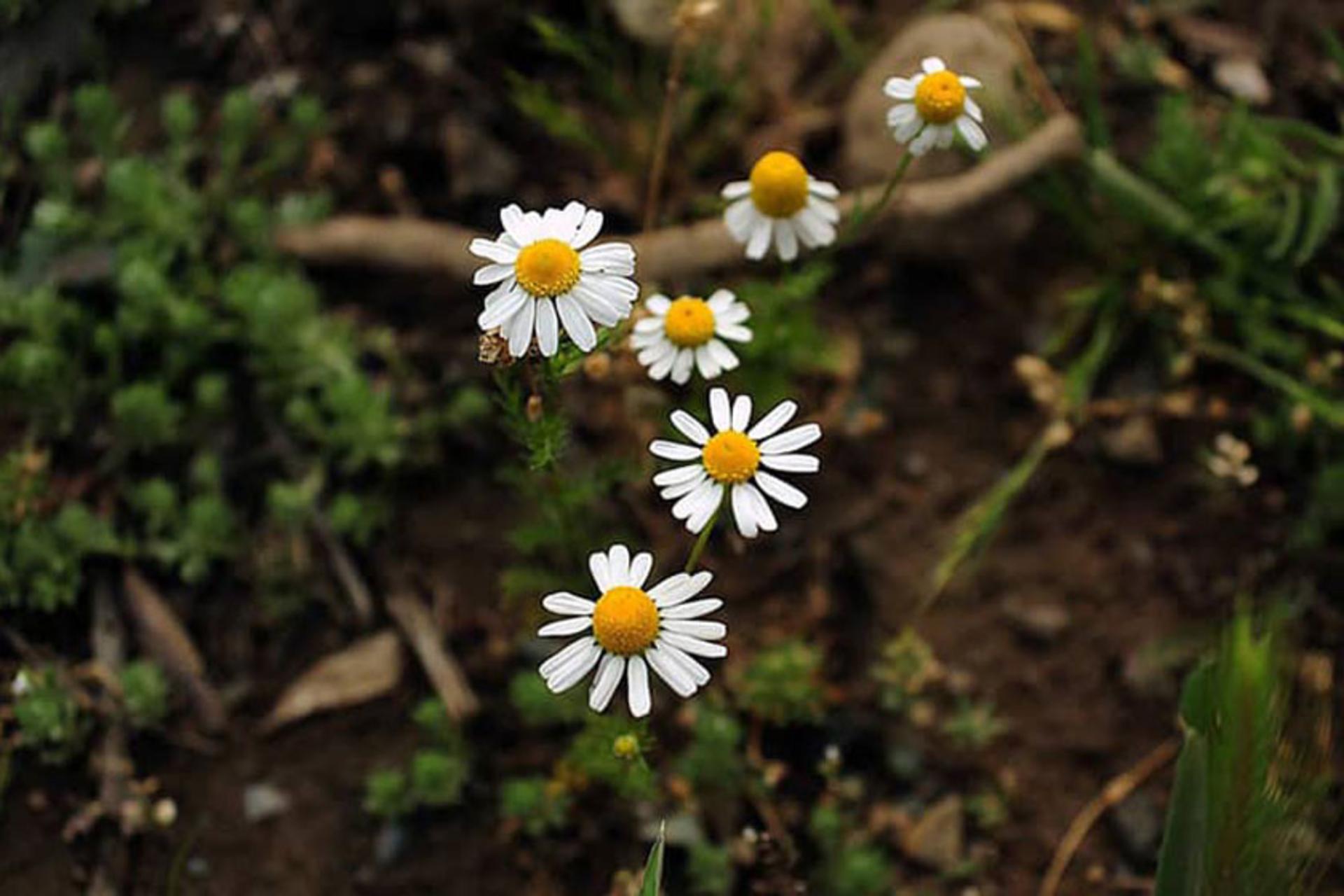 باغ‌ گیاه‌ شناسی ملی ایران