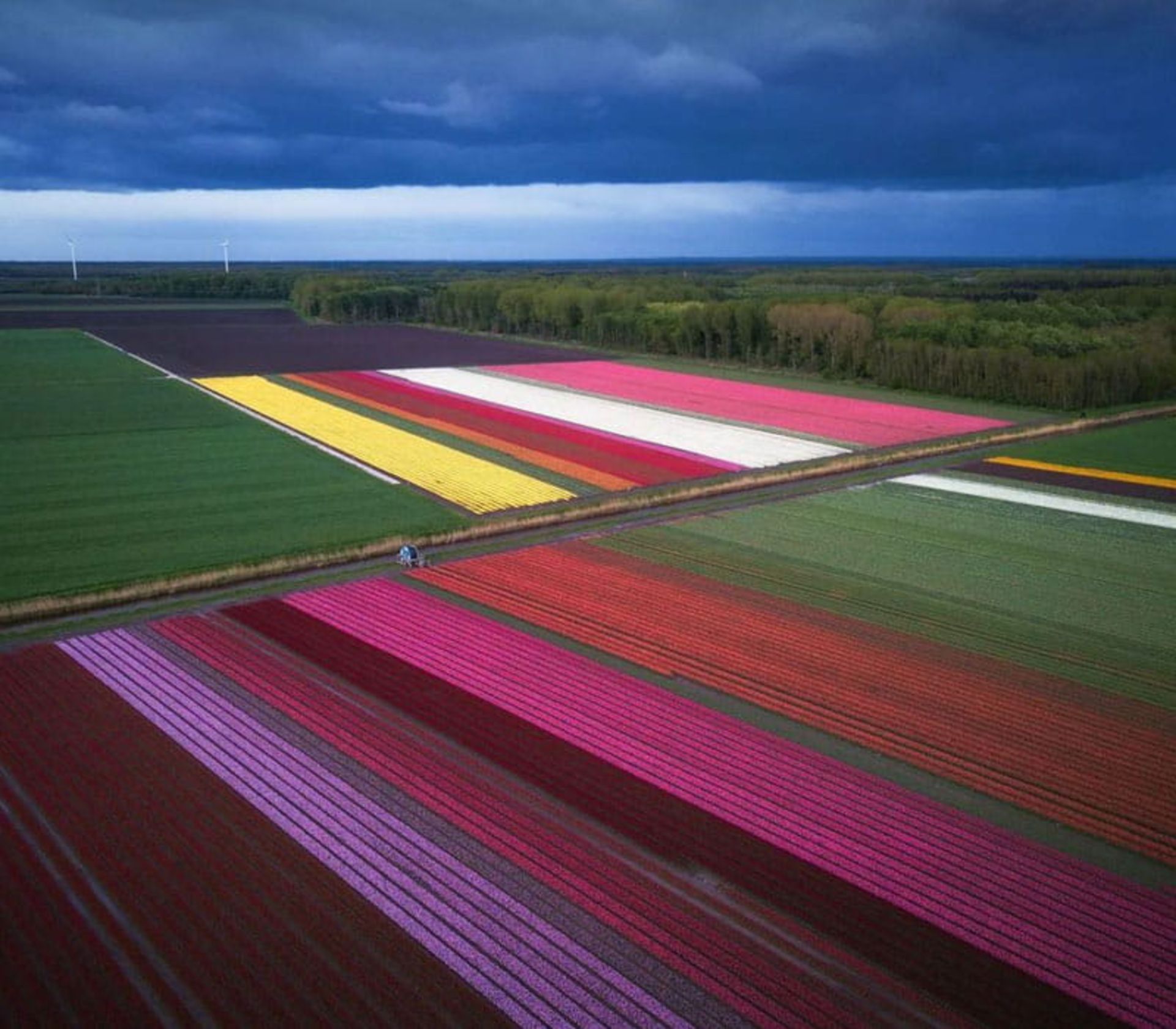 مزرعه گل های لاله هلند