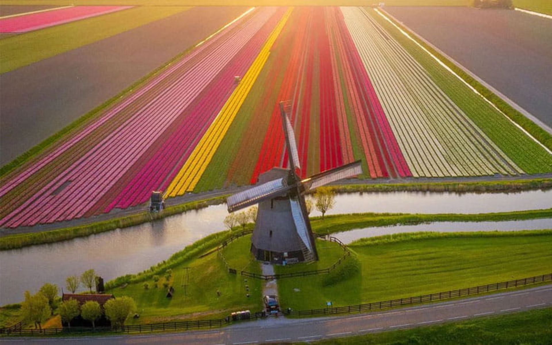 مزرعه گل های لاله هلند در کنار یک آسیاب