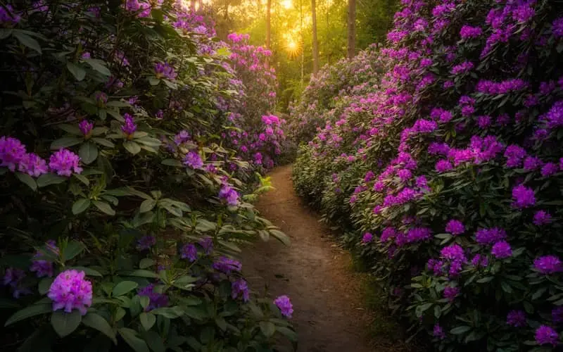 جاده ای جنگلی در طبیعت هلند