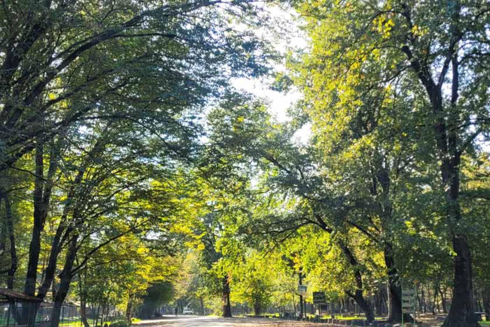 مسیرهای درخت‌پوش جنگل سیسنگان