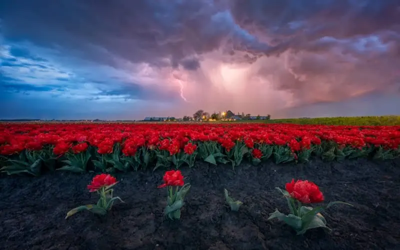 مزرعه گل در هوای ابری هلند