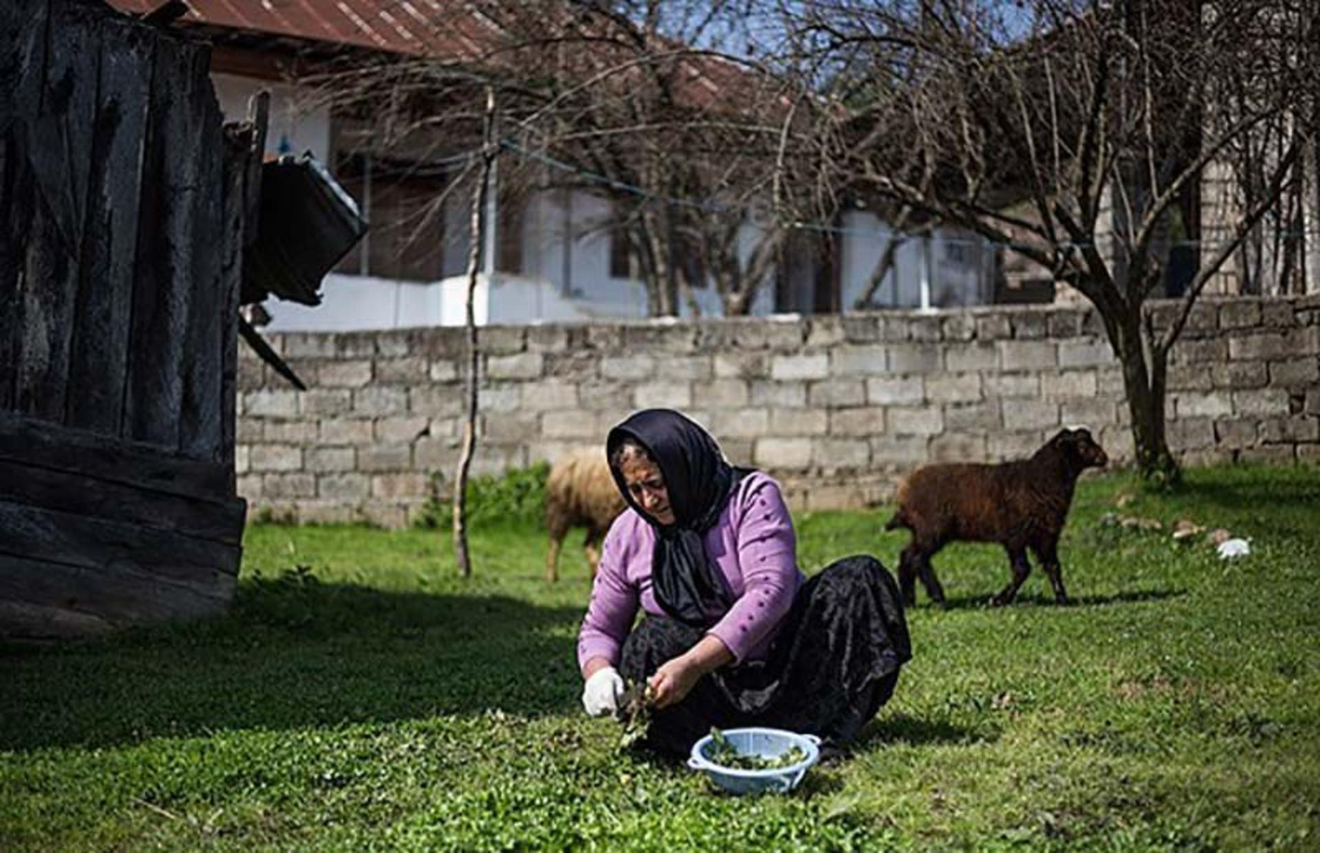 چیدن سبزی از باغچه 