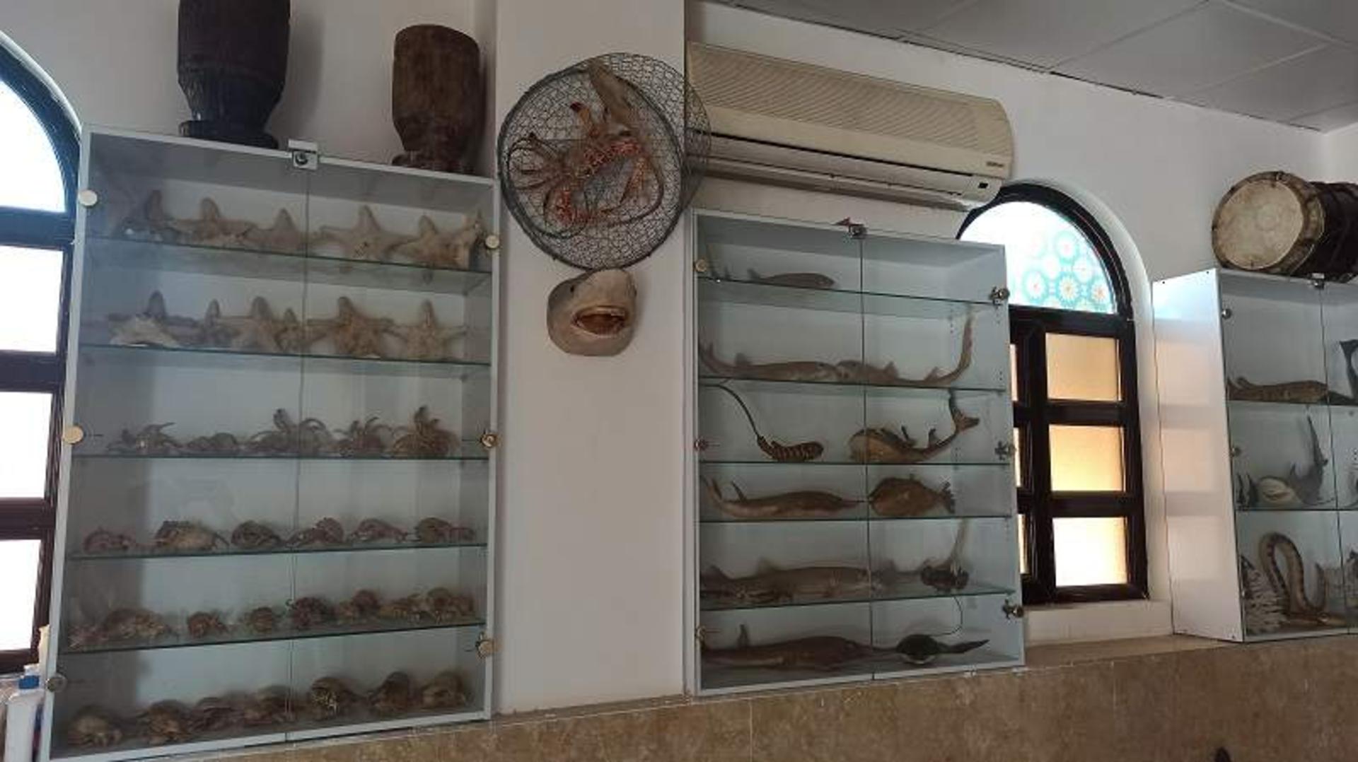 بومگردی جالبوت بوجیکدان