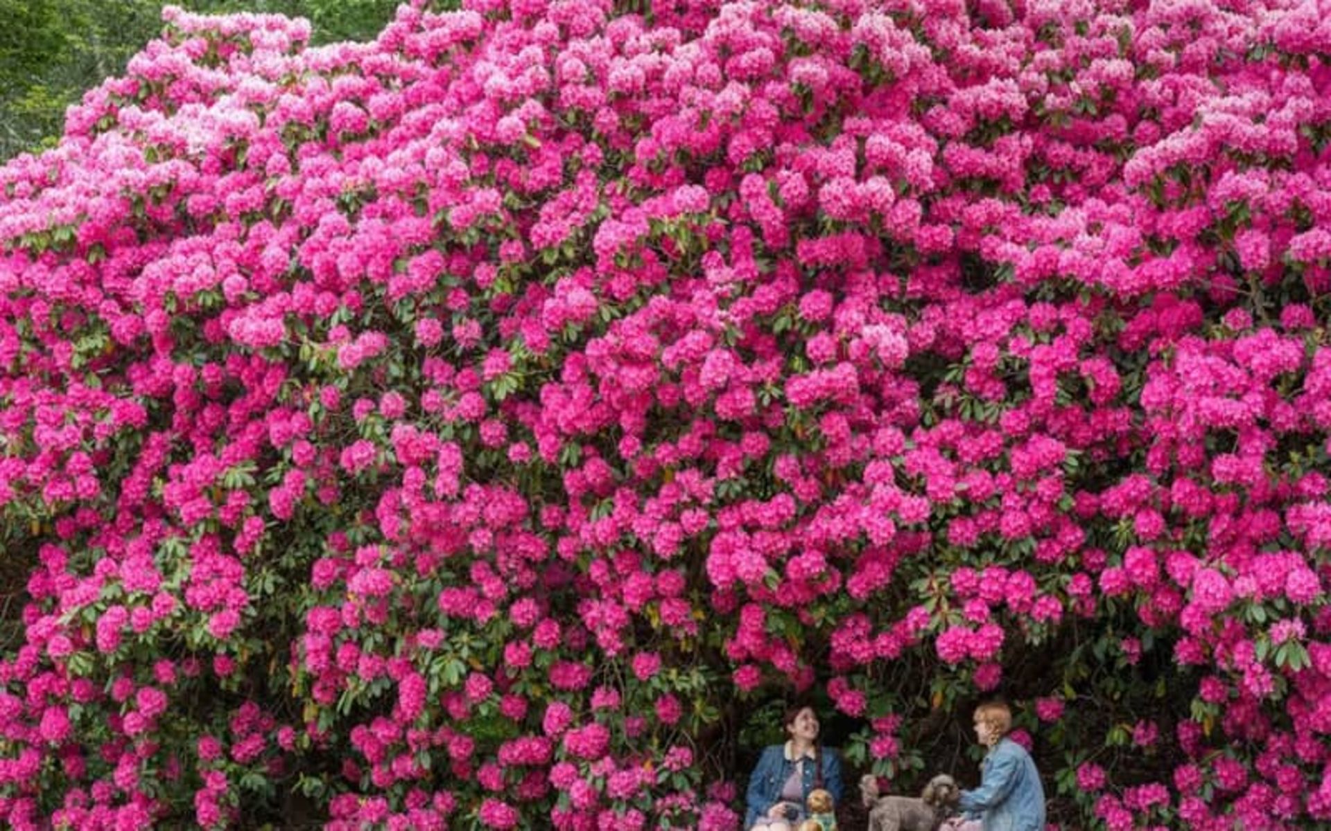 محوطه ای مملو از شکوفه درختان